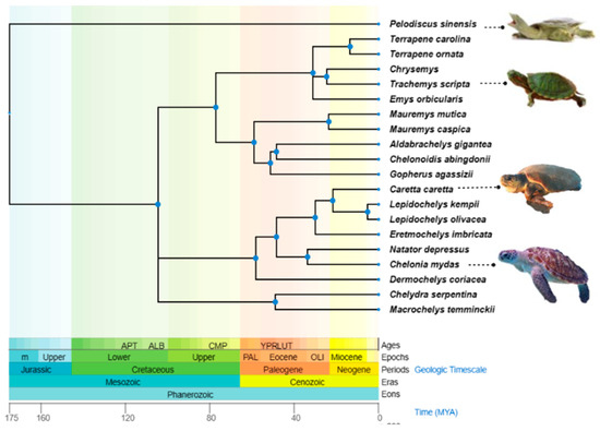 Immunity in Sea Turtles: Review of a Host-Pathogen Arms Race 