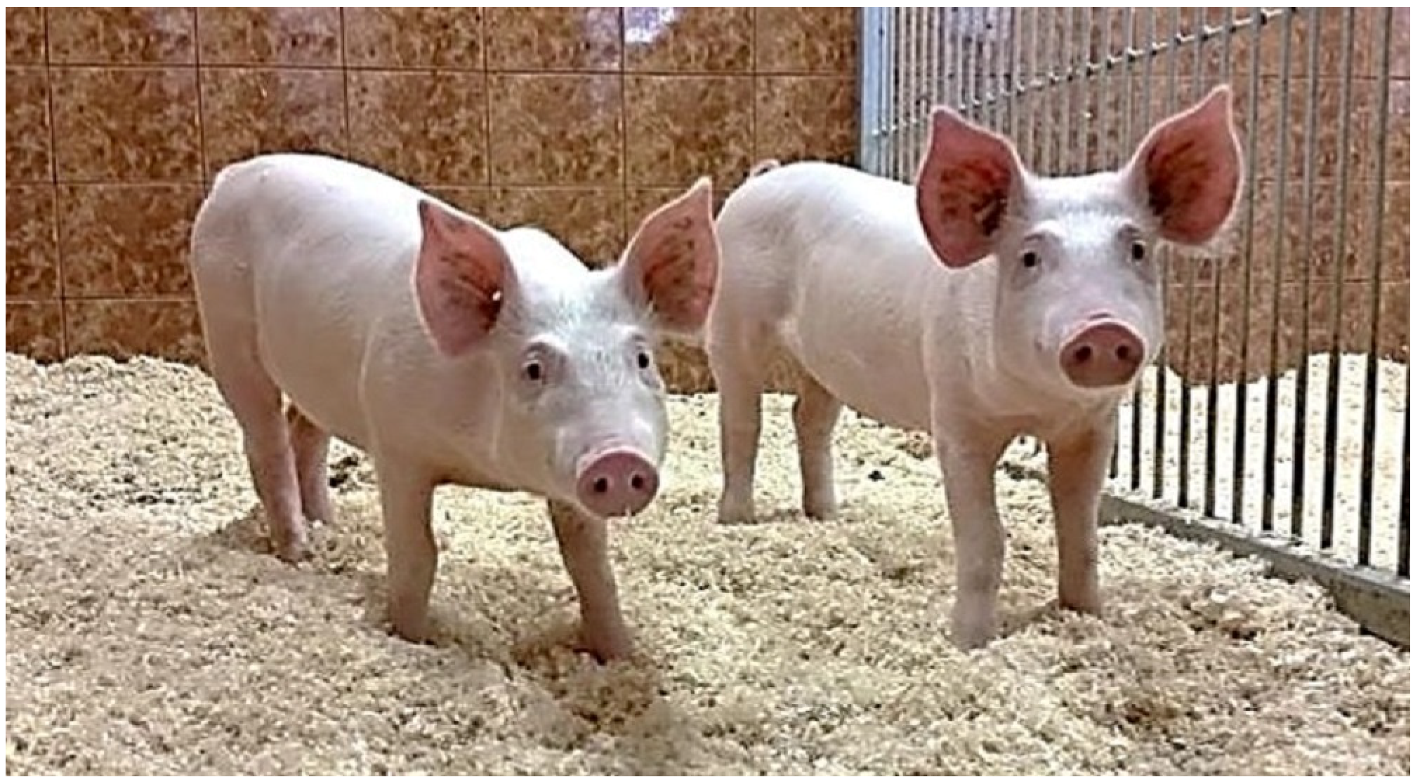 Animals 13 00565 g001 Animals 13 00565 g001