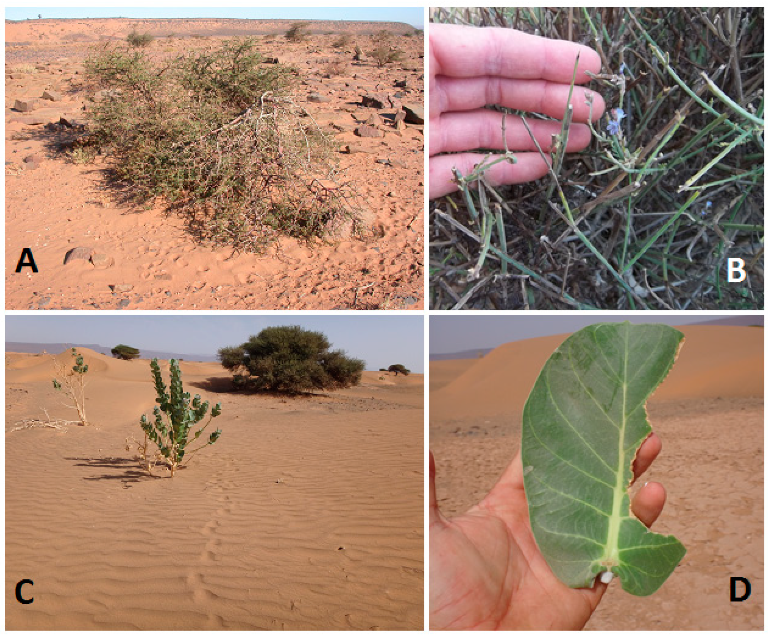 Animals 13 00567 g002 Animals 13 00567 g002