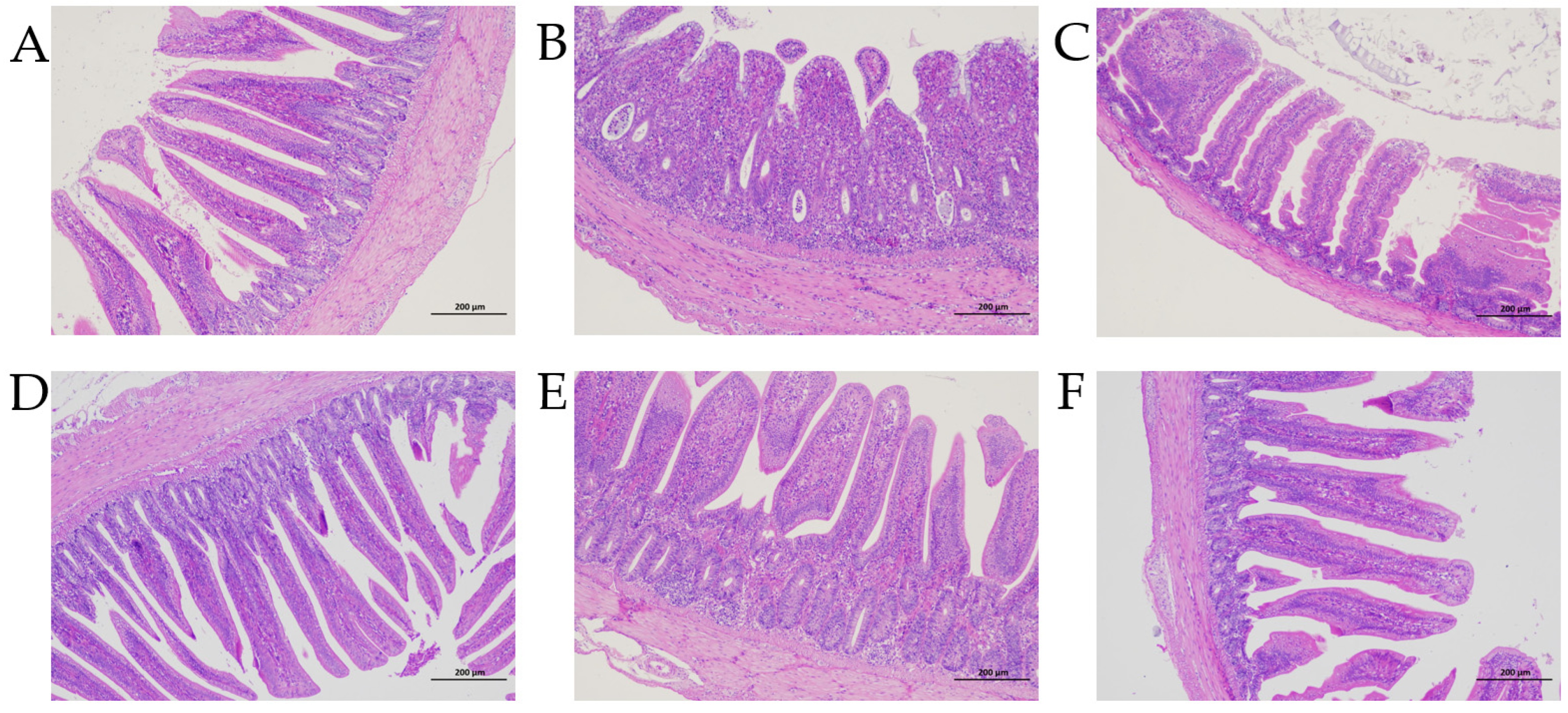 Animals 13 00577 g004