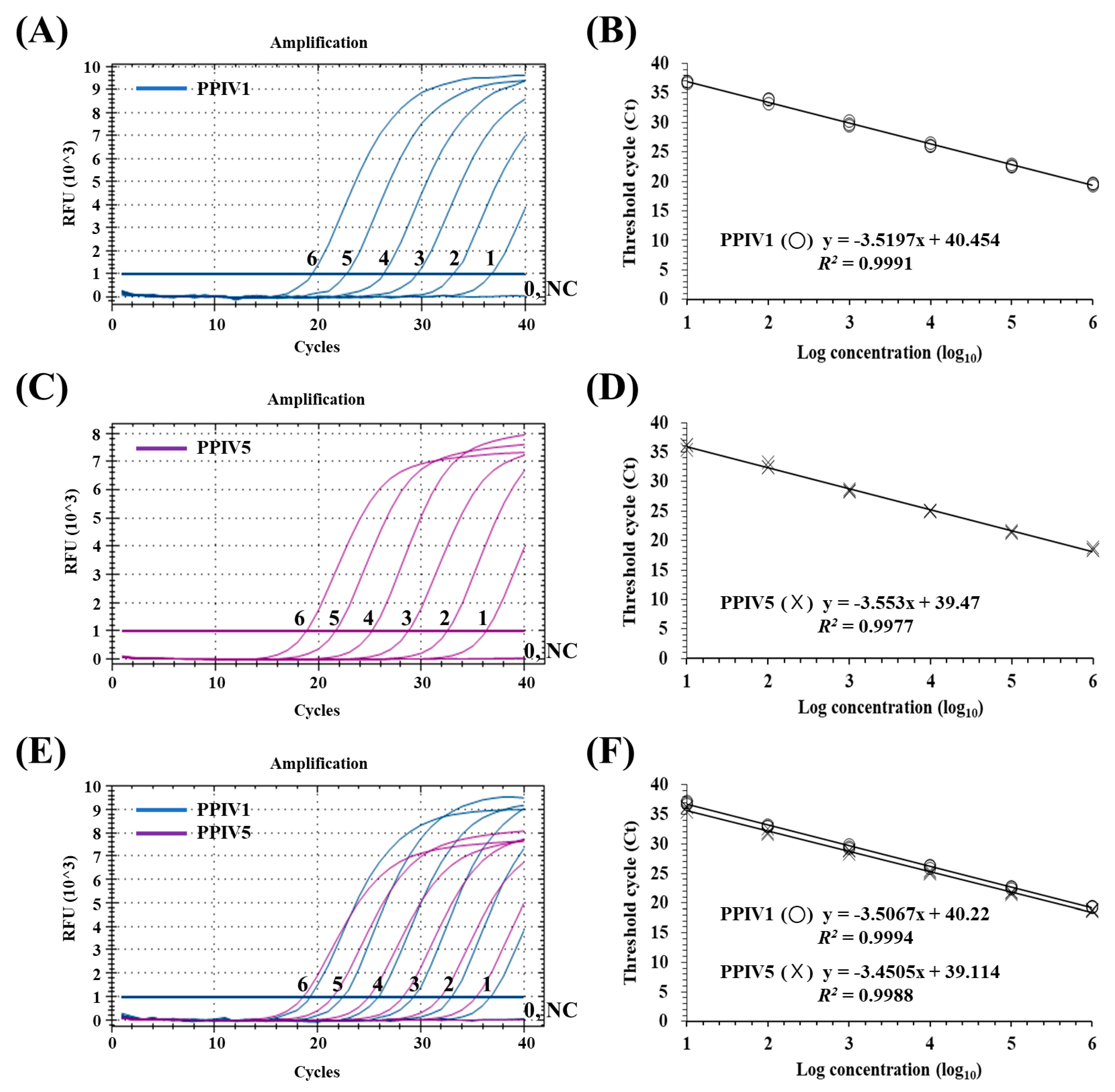 Foreign Amira'S Viral Curve Phenomenon - 3czg1po