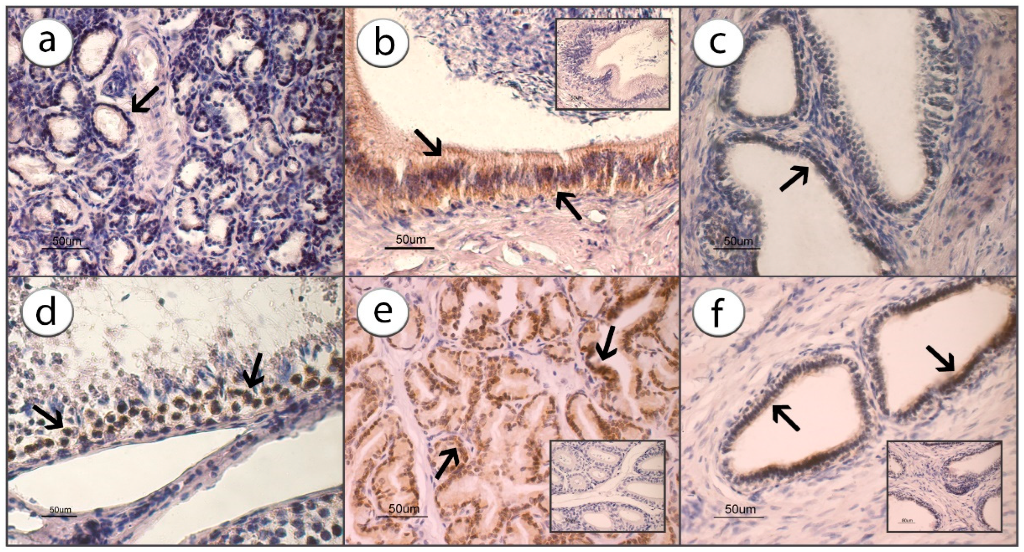 Animals 13 00601 g001