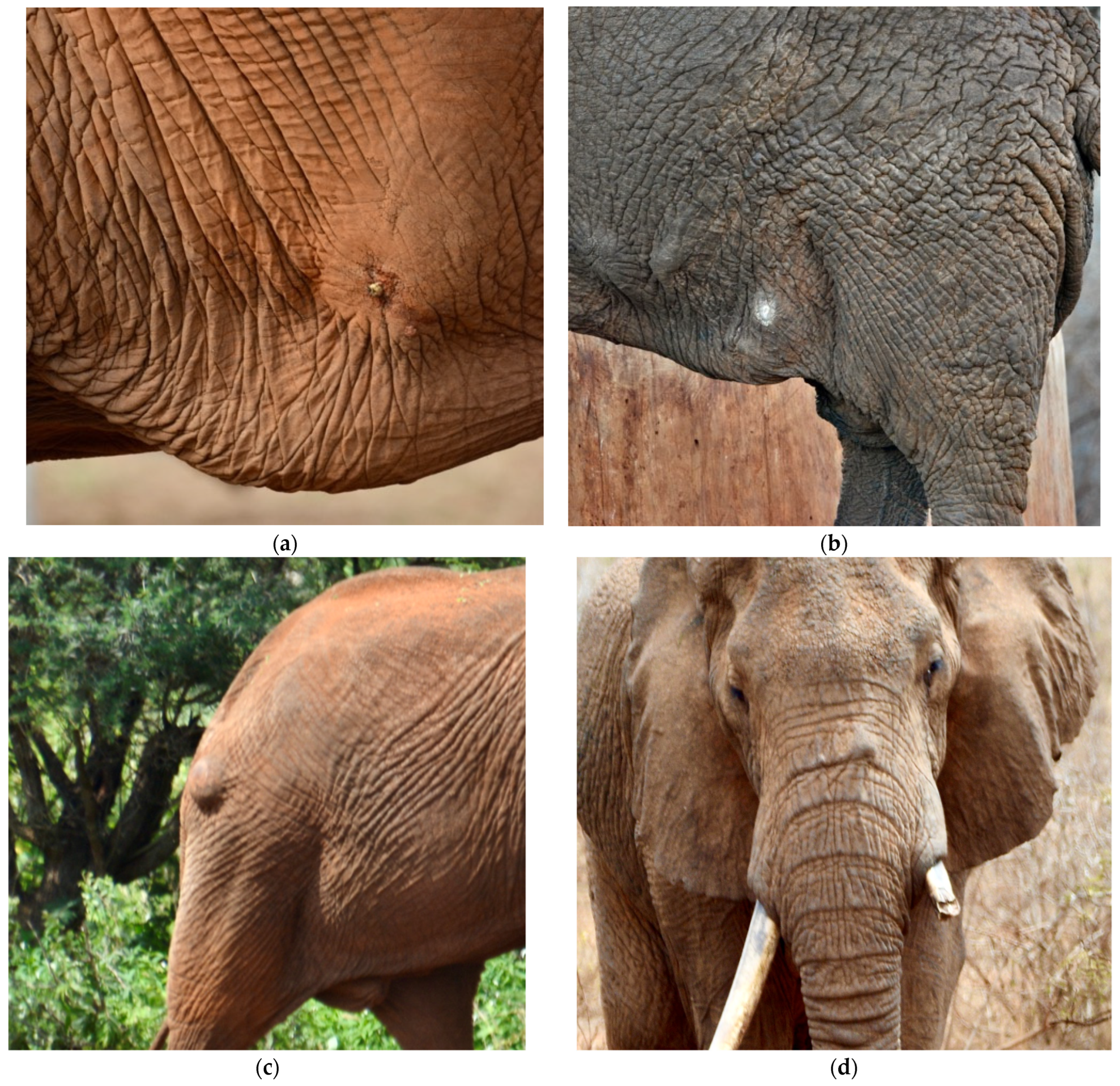 Animals 13 00605 g002