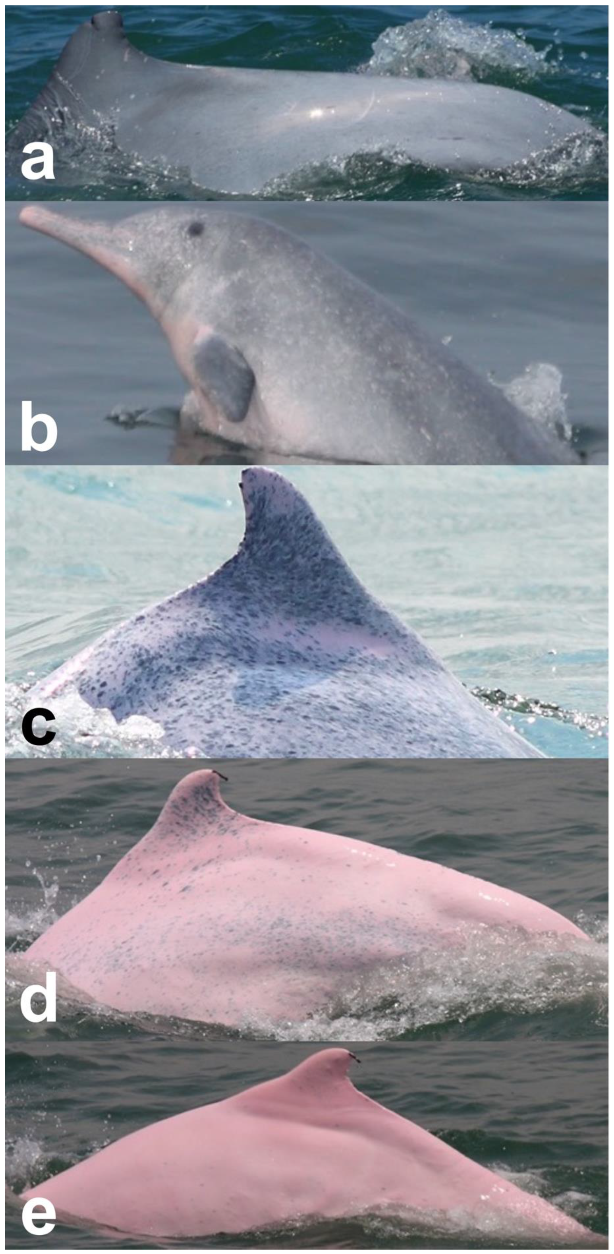 Animals 13 00608 g002