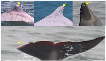 Animals 13 00608 i001