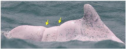 Animals 13 00608 i003