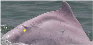 Animals 13 00608 i007