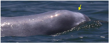 Animals 13 00608 i009