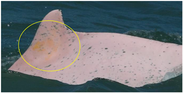 Animals 13 00608 i012