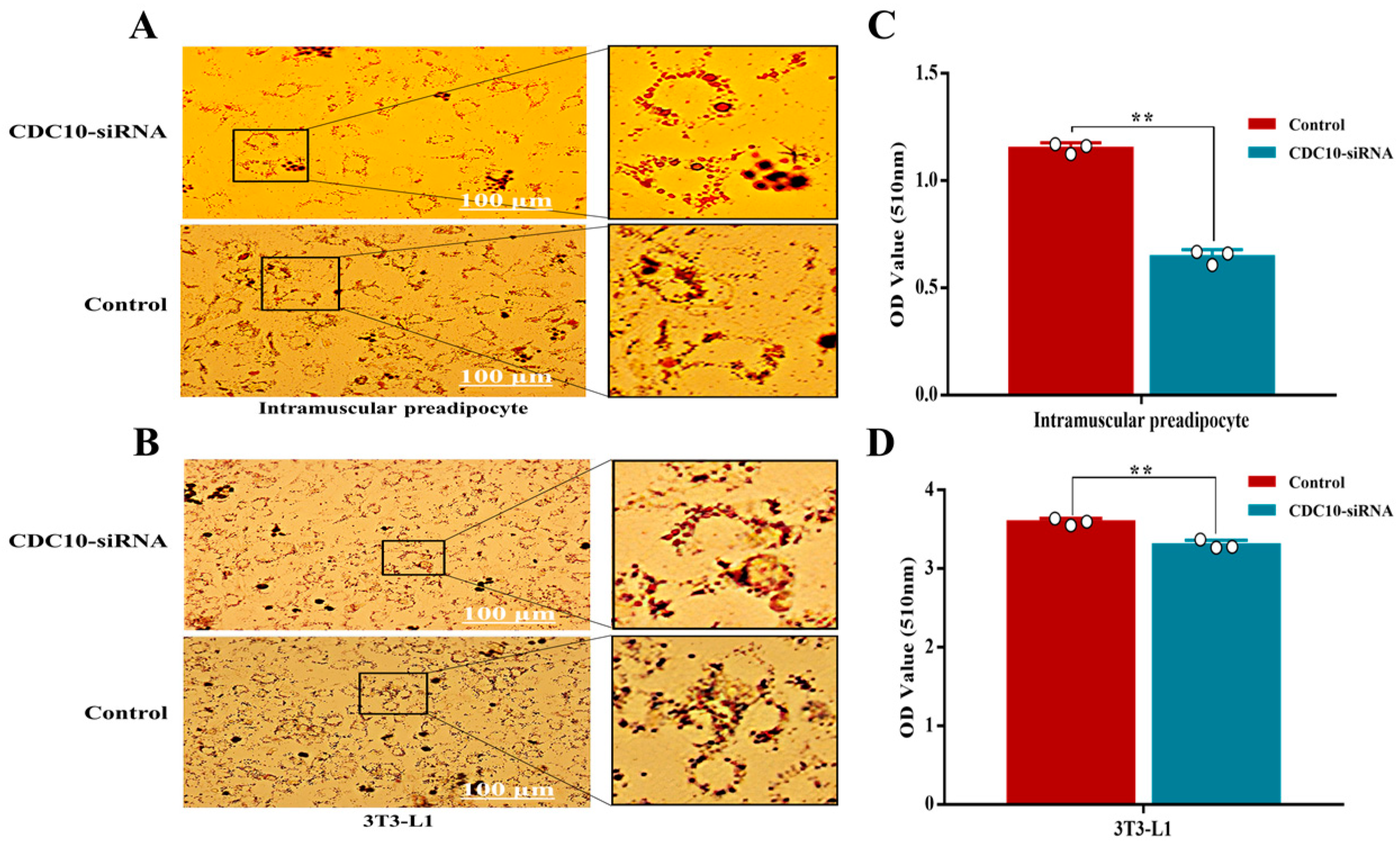 Animals 13 00609 g007 Animals 13 00609 g007