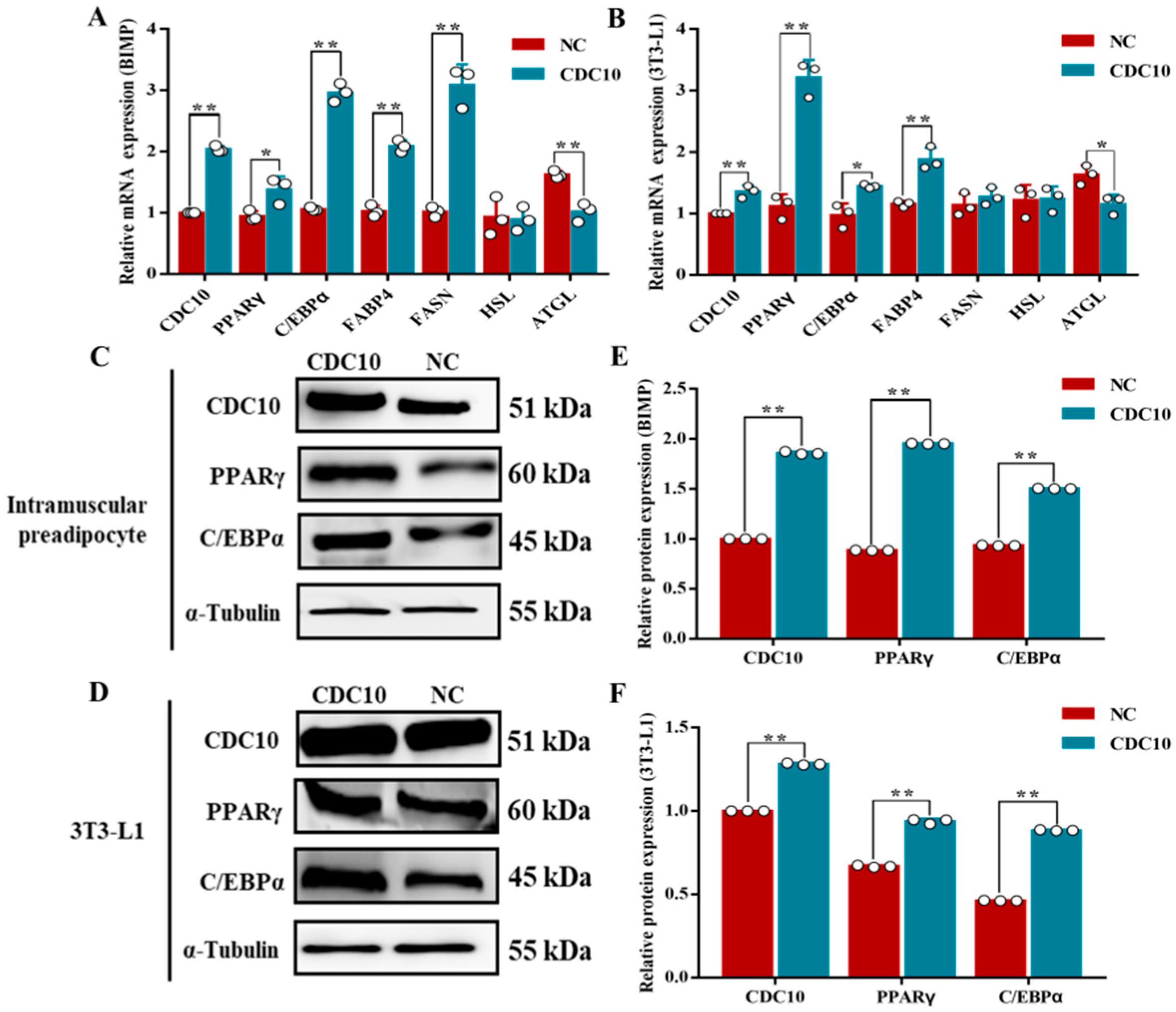 Animals 13 00609 g010 Animals 13 00609 g010