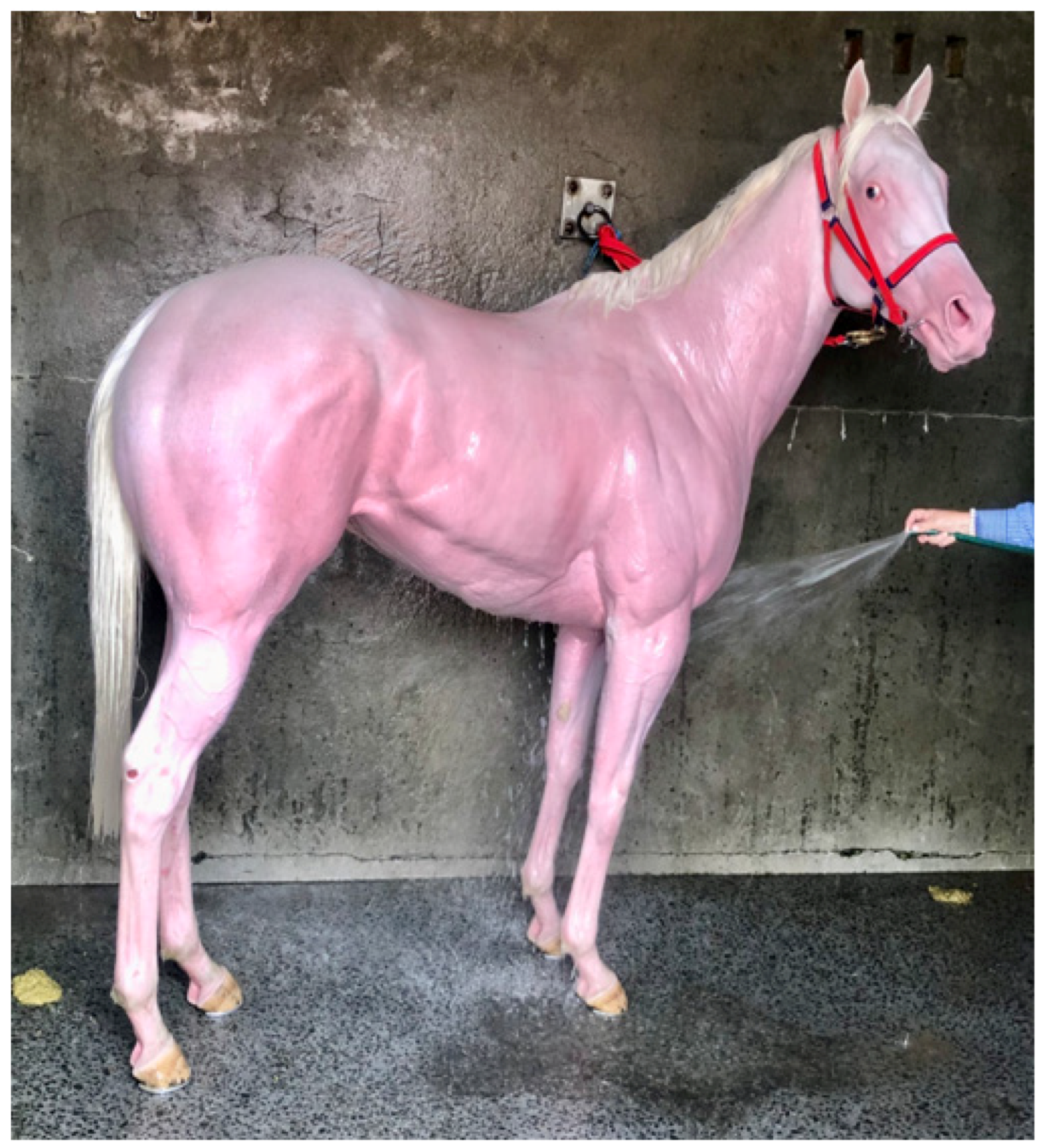 Animals Free Full Text An Overview of Exertional Heat Illness