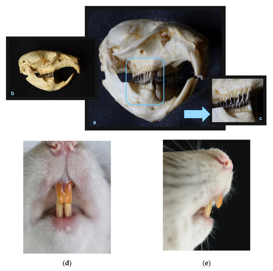 Animals Free FullText Are Currently Selected Laboratory Animals