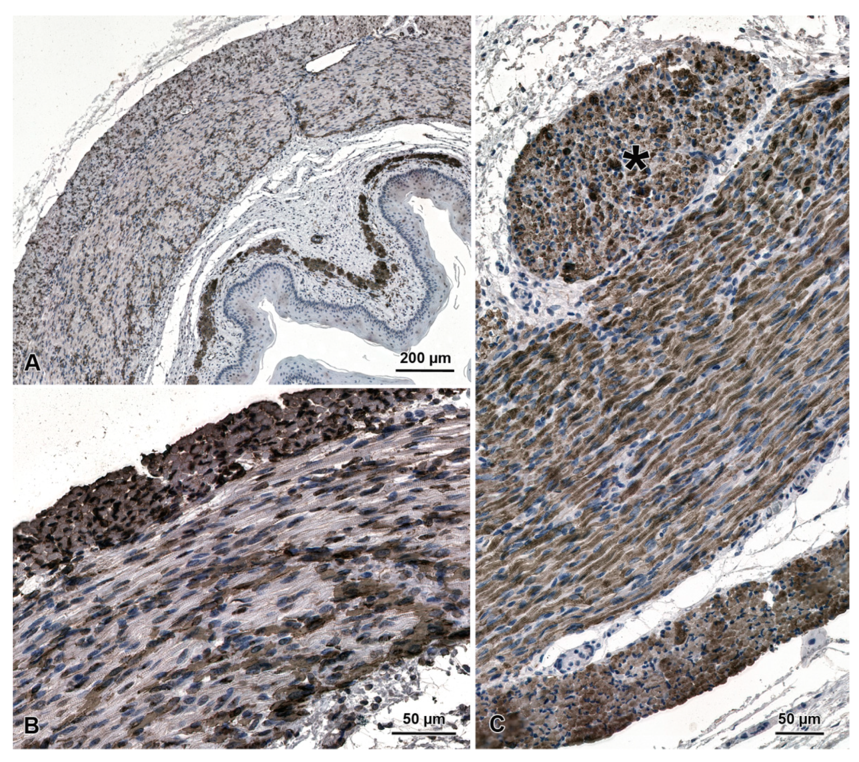 Animals 13 00635 g002 Animals 13 00635 g002