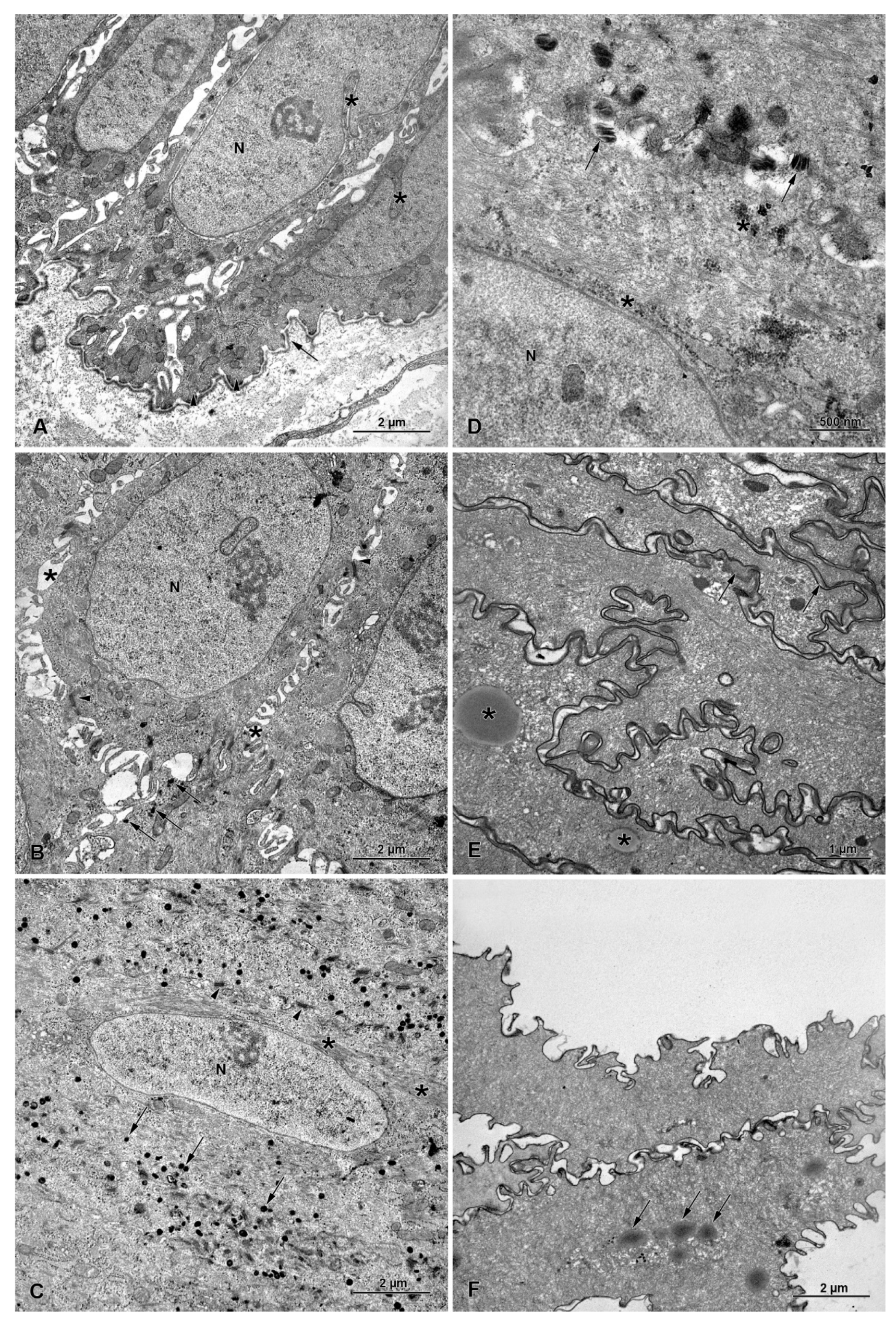 Animals 13 00635 g005 Animals 13 00635 g005