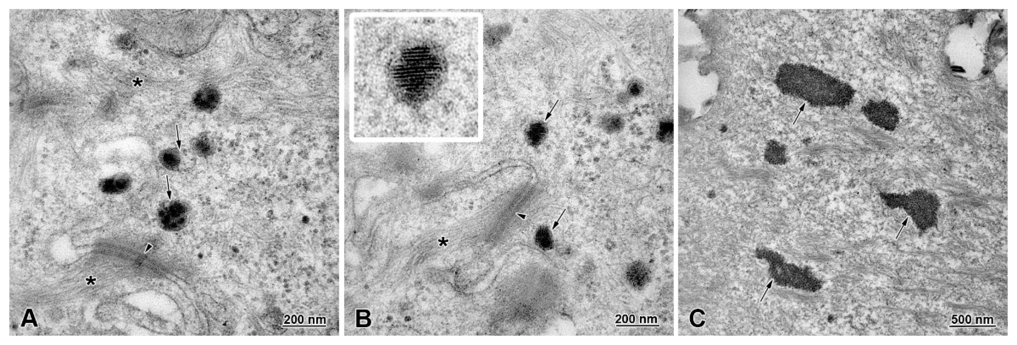 Animals 13 00635 g006 Animals 13 00635 g006