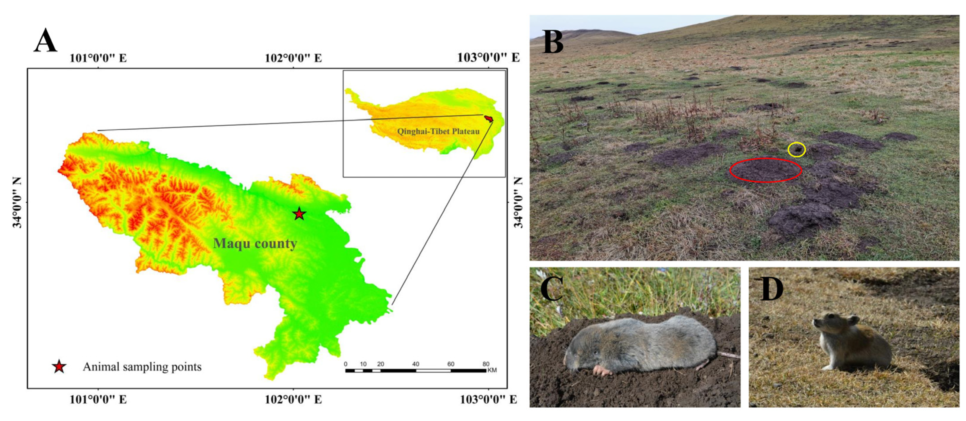Animals 13 00640 g001