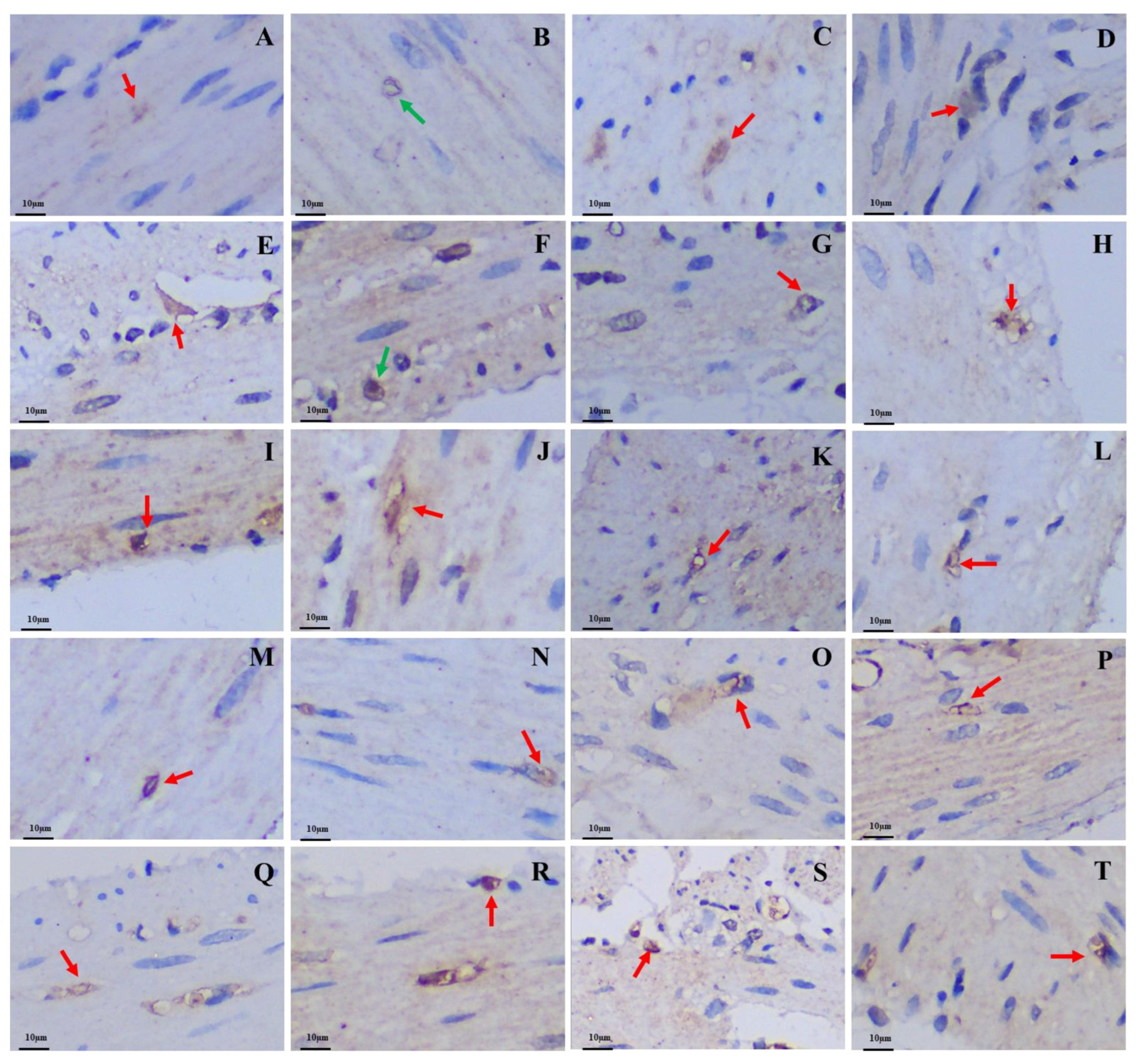 Animals 13 00640 g006