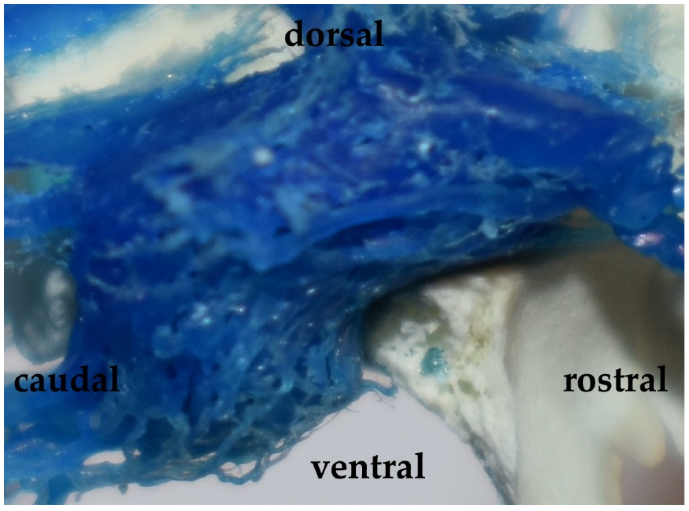 Animals 13 00644 g004