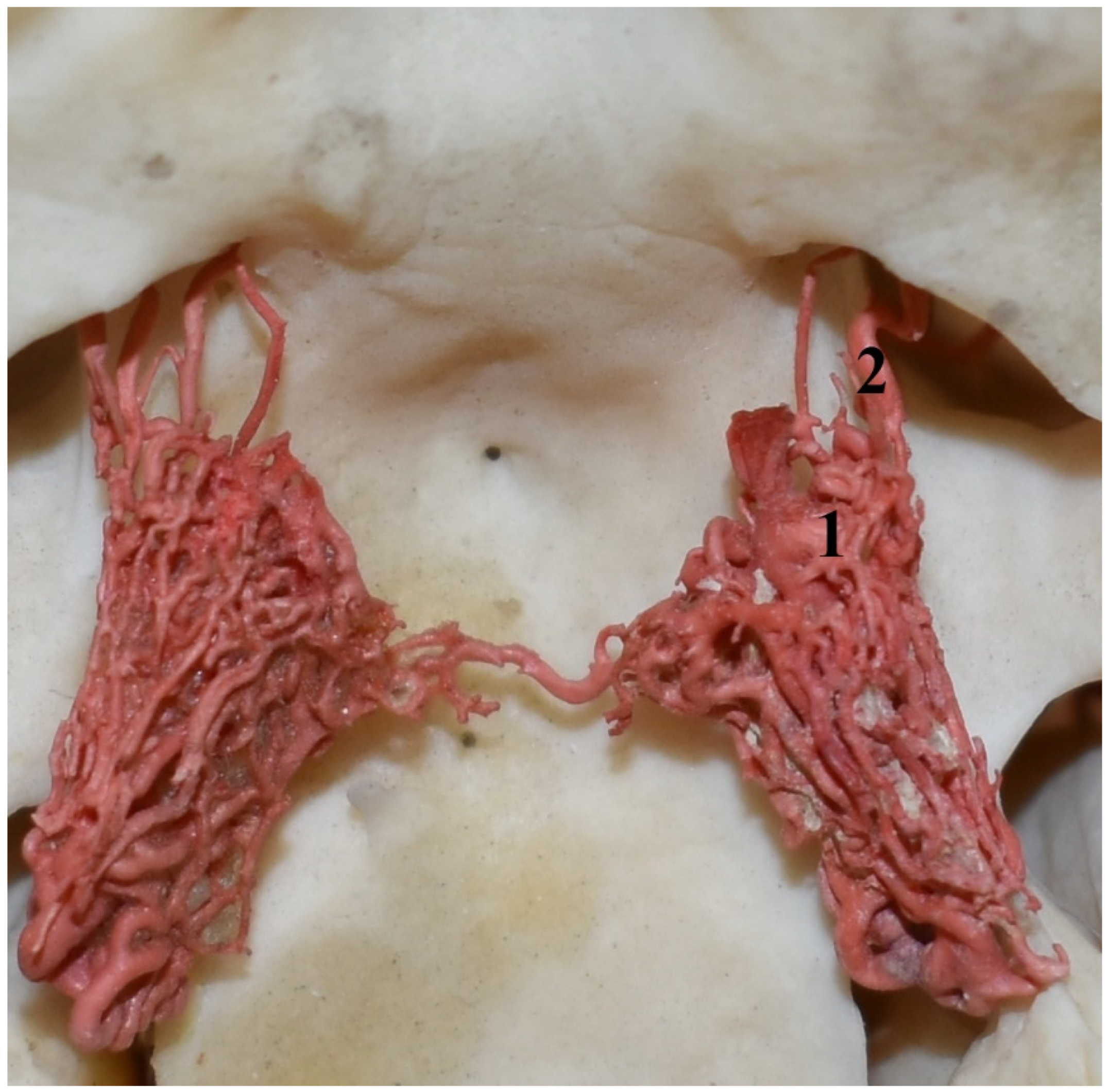 Animals 13 00644 g007