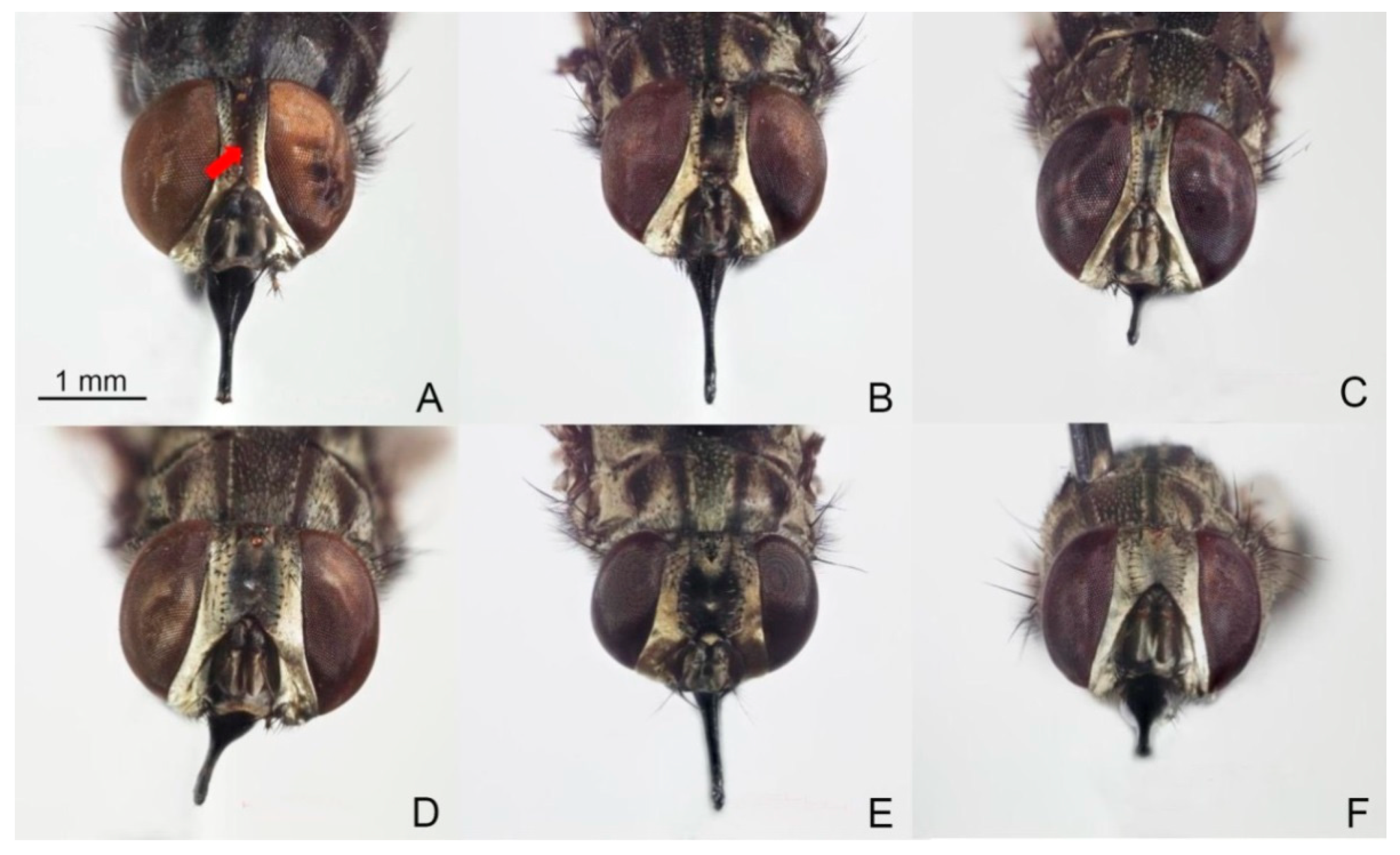 Animals 13 00647 g002 Animals 13 00647 g002