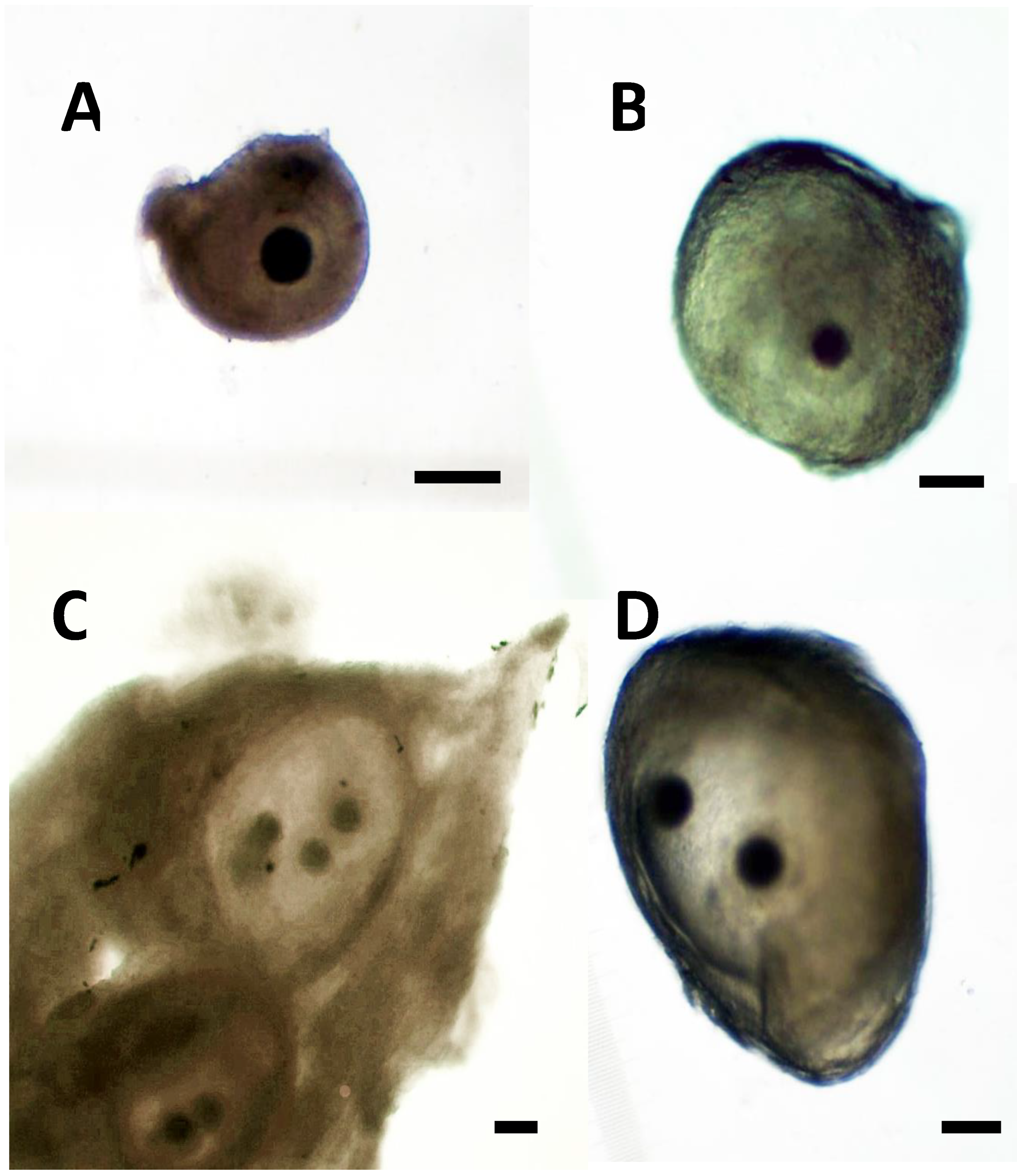 Animals 13 00648 g001 Animals 13 00648 g001