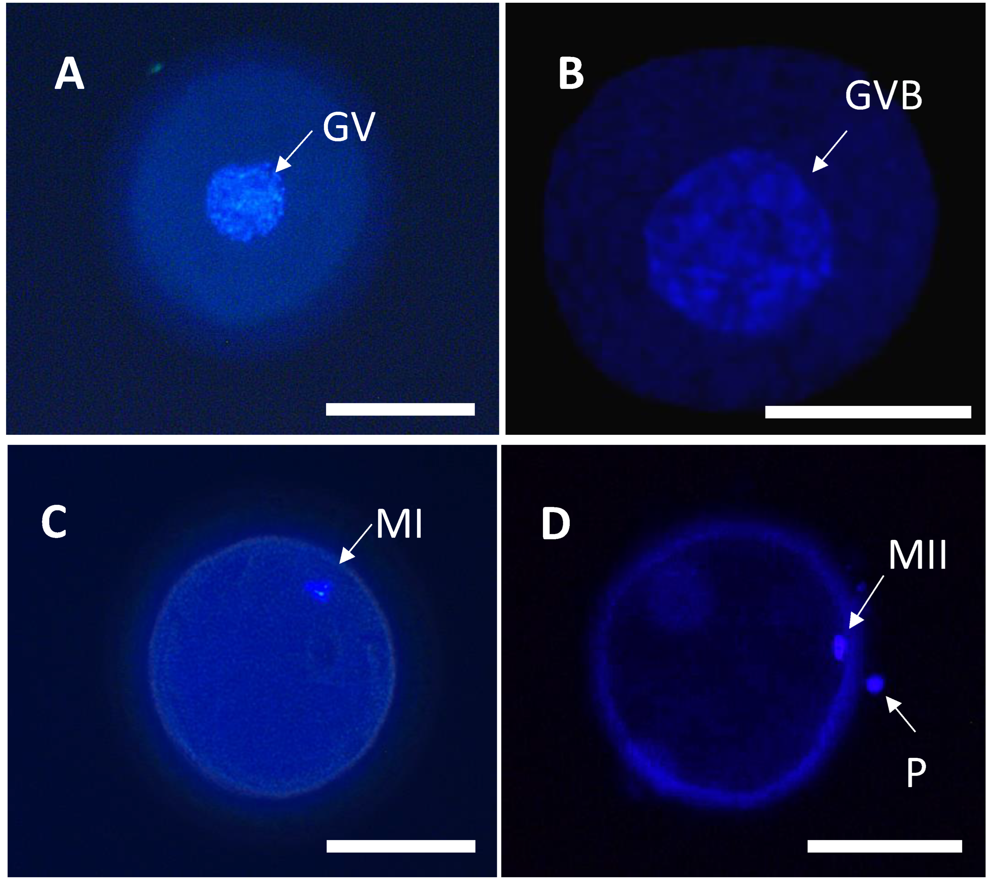 Animals 13 00648 g002 Animals 13 00648 g002