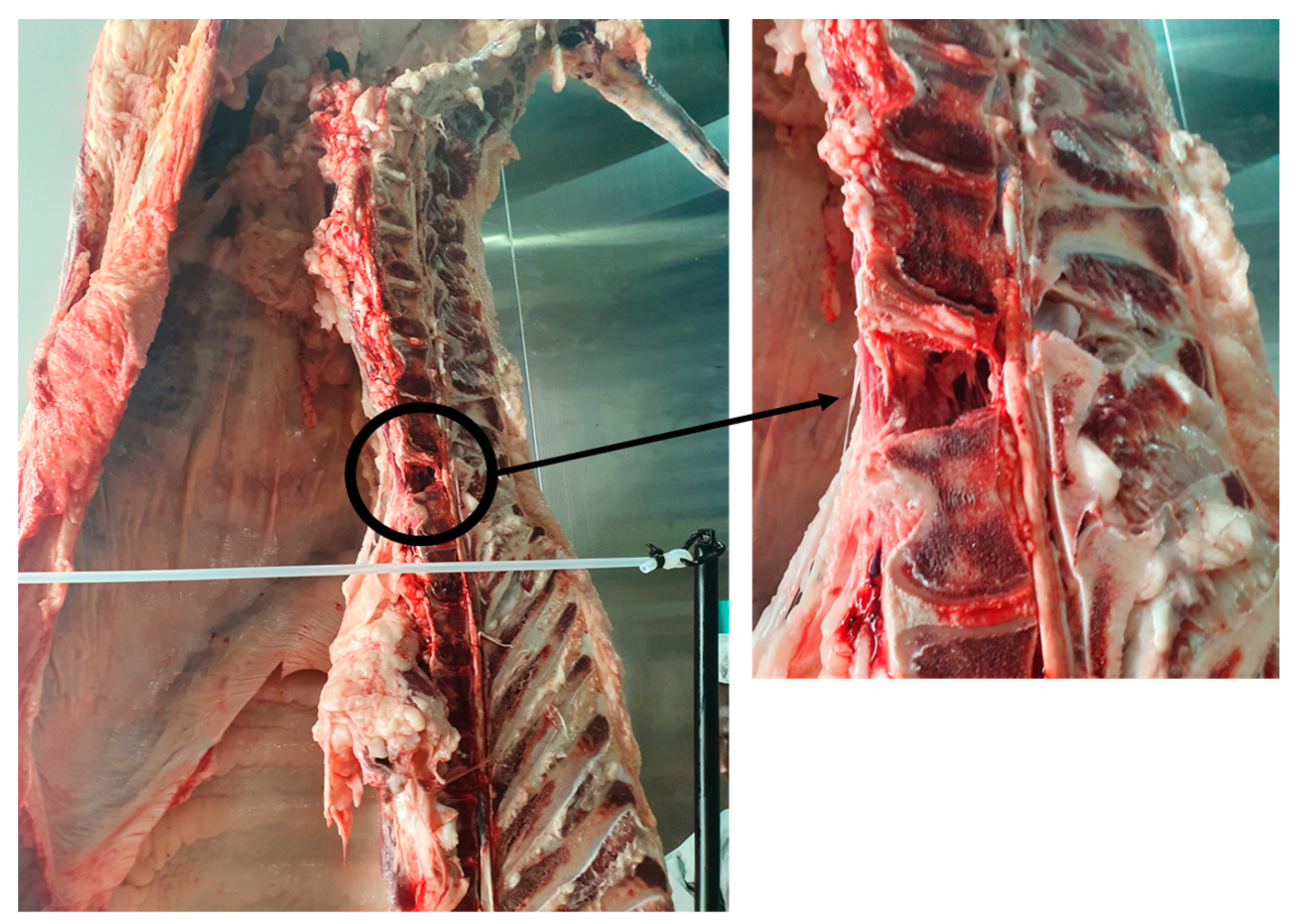 Animals 13 00651 g012