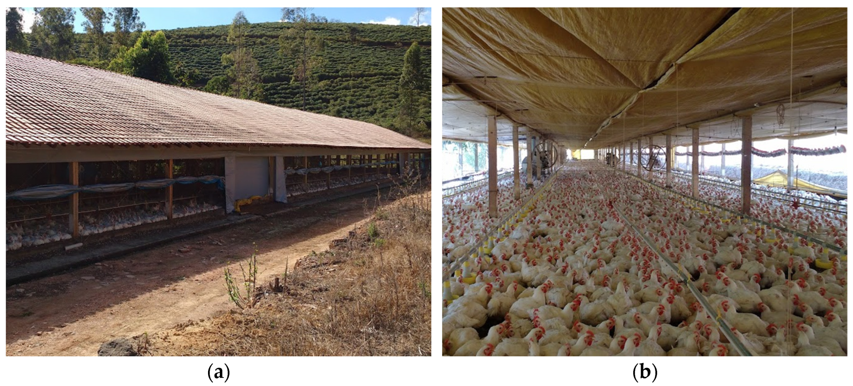 Animals 13 00675 g002