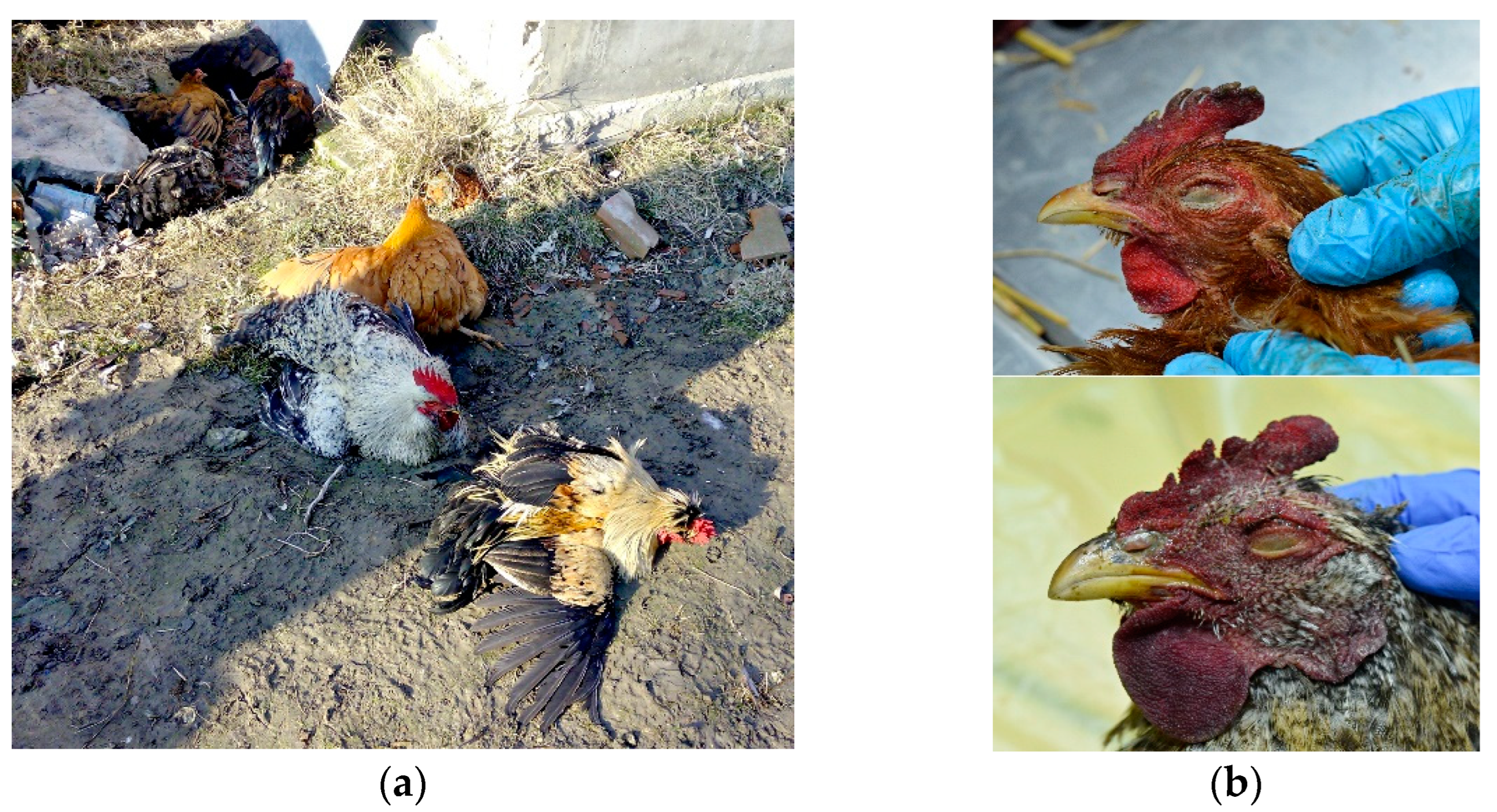 Animals | Free Full-Text | Highly Pathogenic Avian Influenza H5N8 Outbreak in Backyard Chickens in Serbia