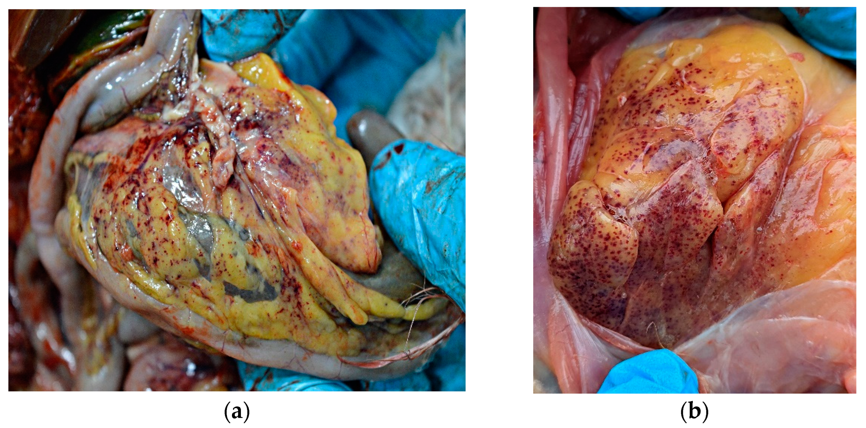 Animals 13 00700 g002 Animals 13 00700 g002