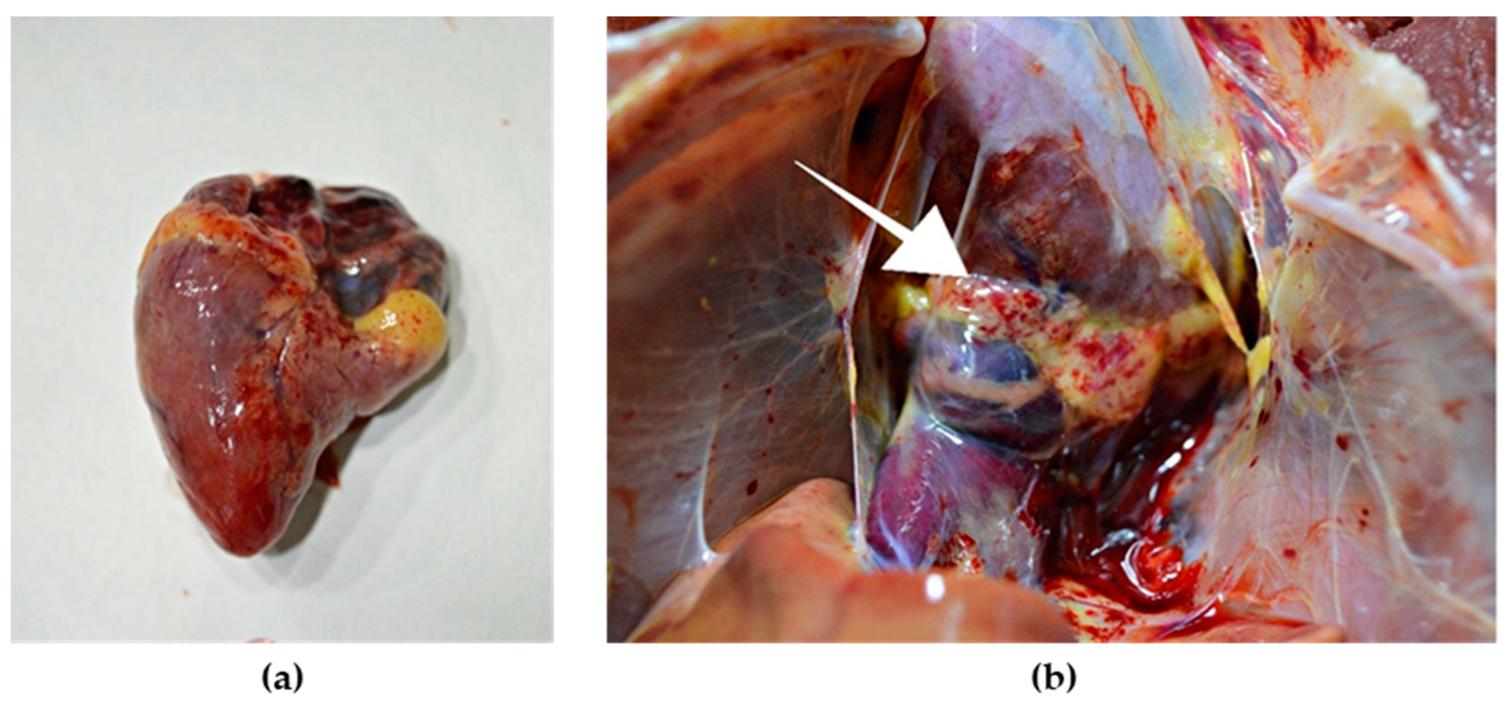 Highly Pathogenic Avian Influenza H5N8 Outbreak in Backyard Chickens in  Serbia