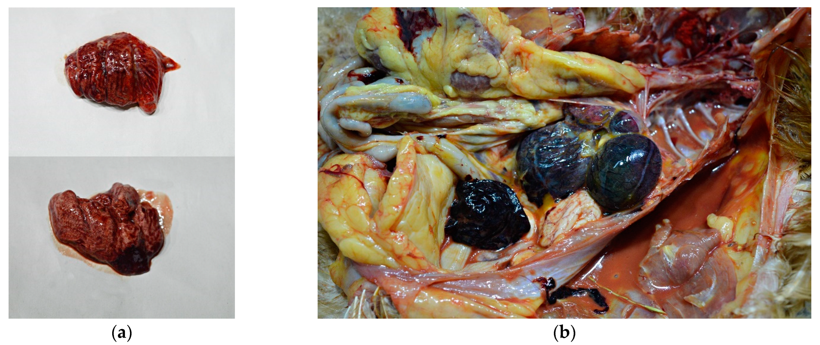 Animals 13 00700 g004 Animals 13 00700 g004