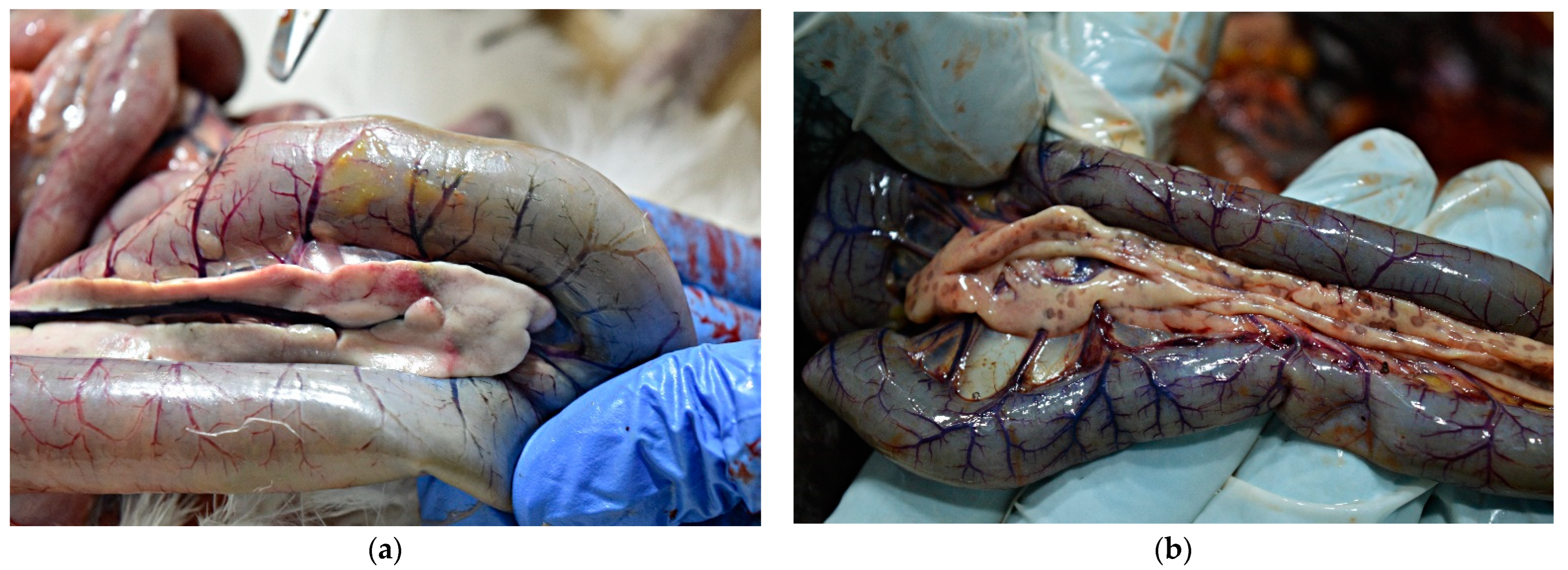 Animals 13 00700 g005 Animals 13 00700 g005