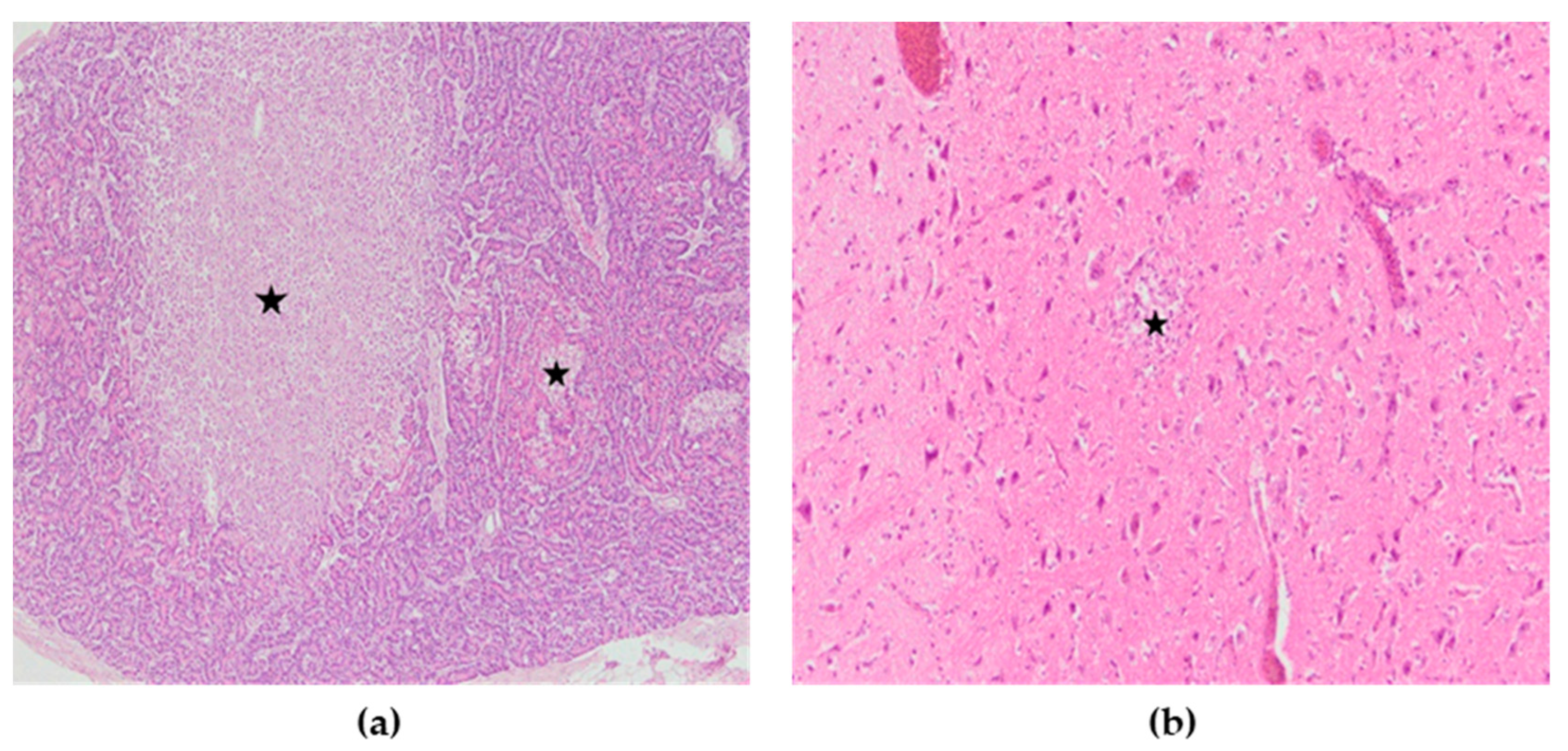 Animals 13 00700 g007 Animals 13 00700 g007