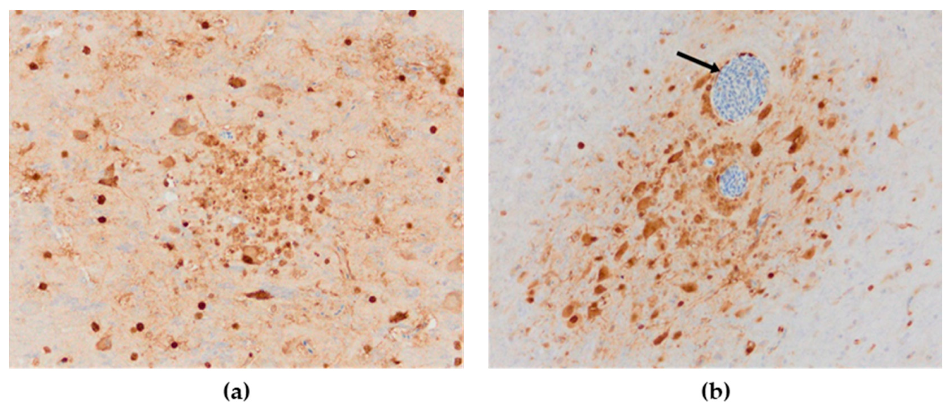 Animals 13 00700 g008 Animals 13 00700 g008