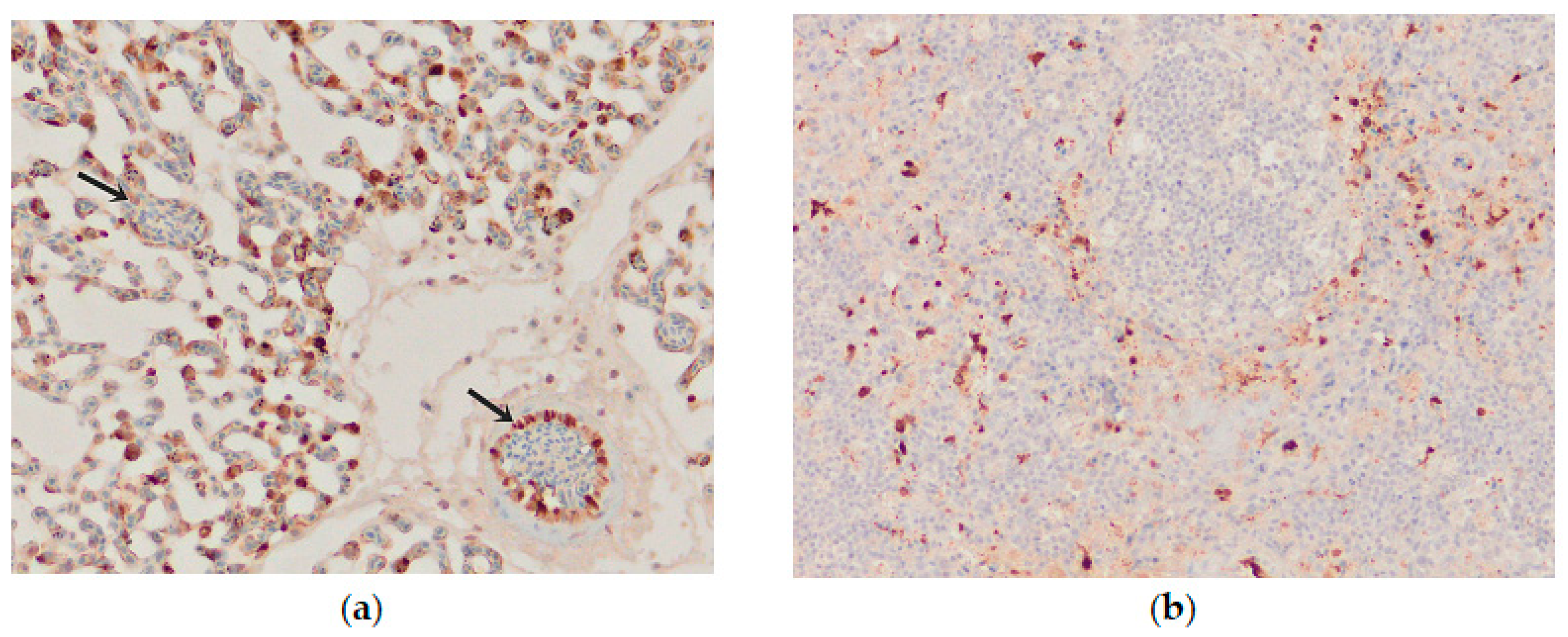 Animals 13 00700 g009 Animals 13 00700 g009