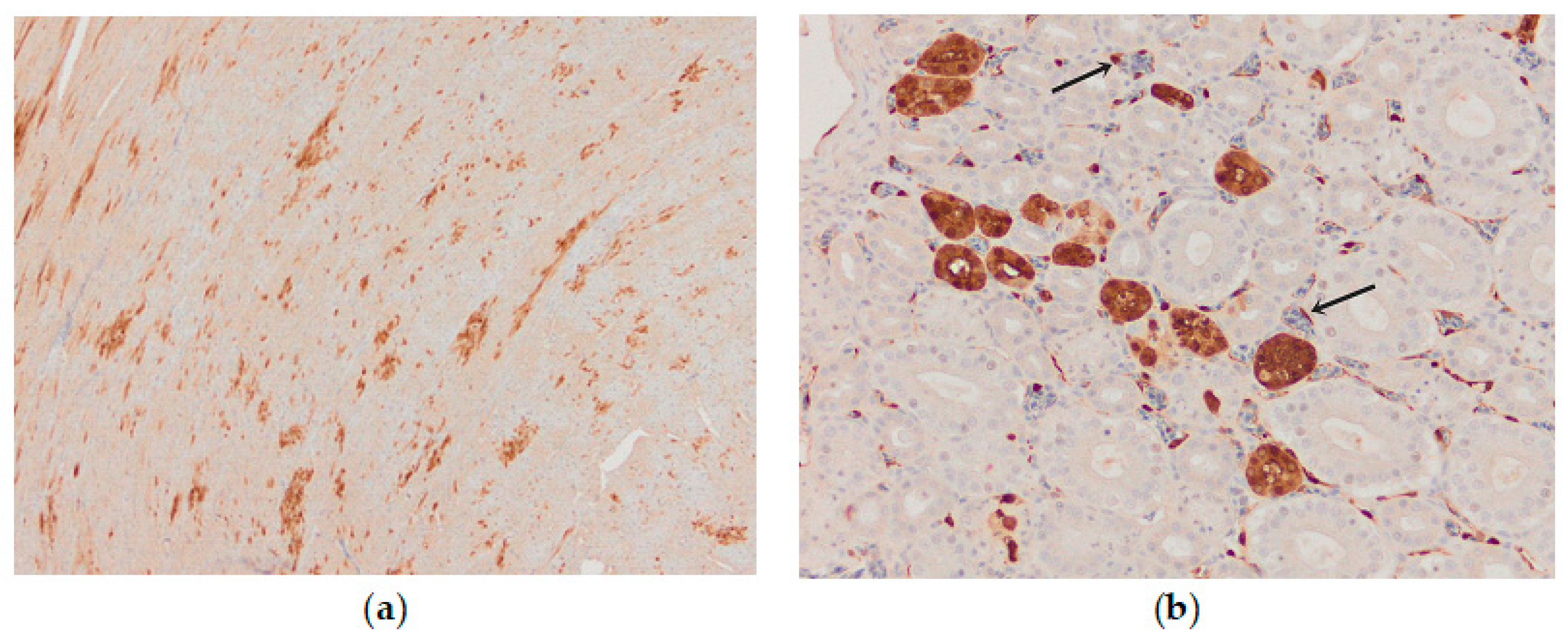 Animals 13 00700 g010 Animals 13 00700 g010