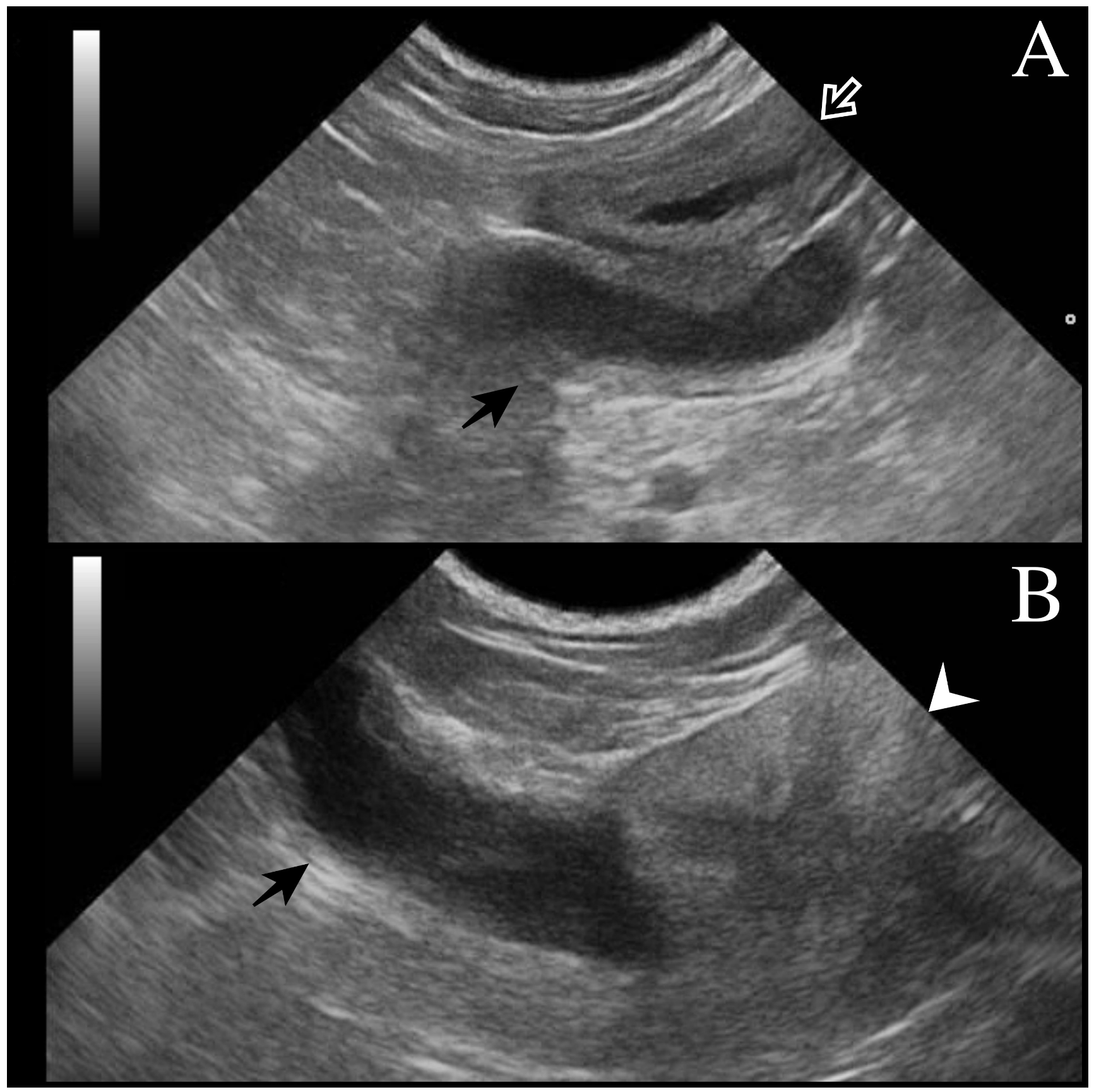 Animals Free FullText Clinical and Histological Findings of Male