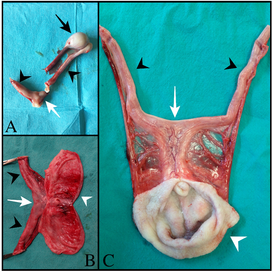 Animals 13 00710 g002