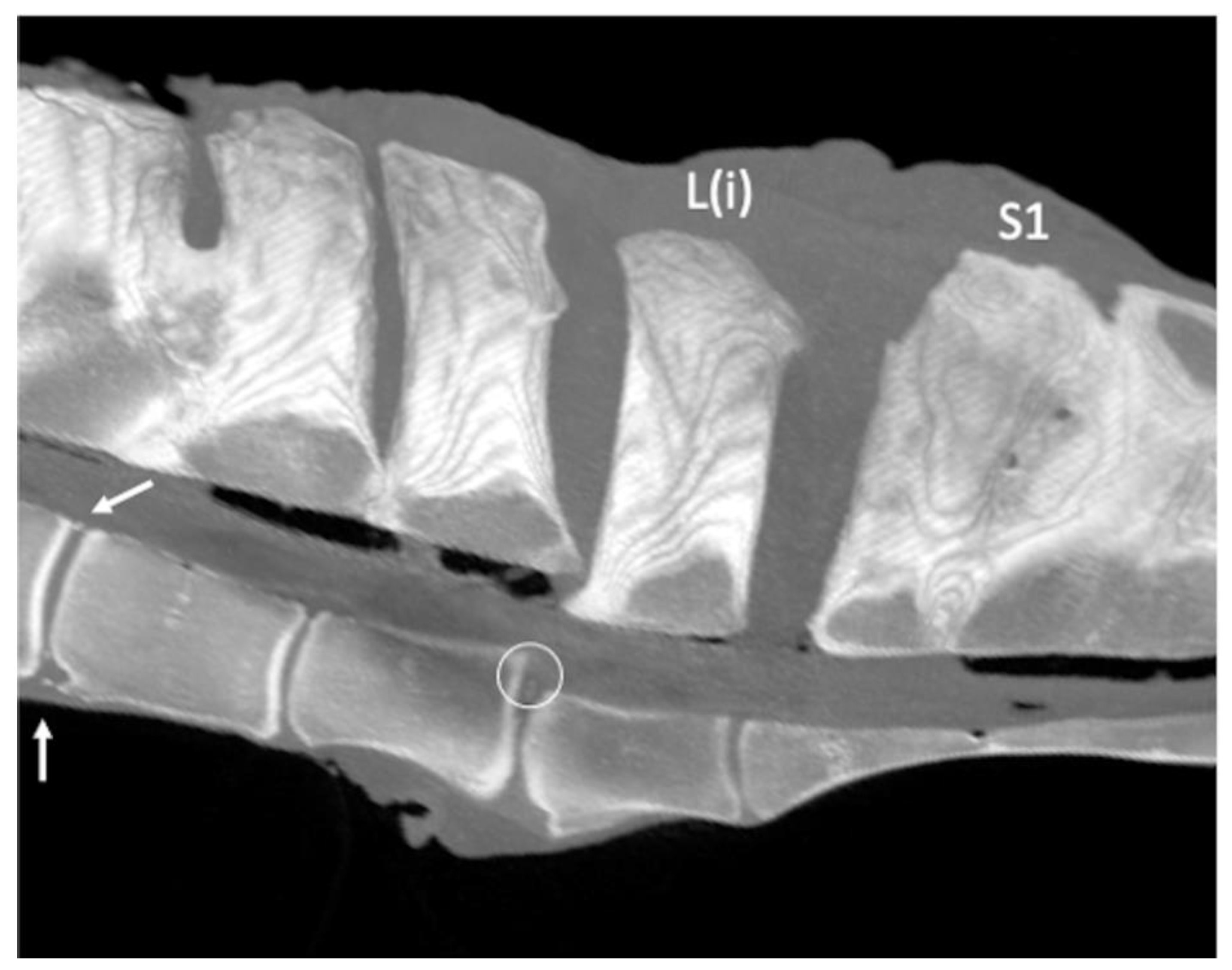 Animals 13 00743 g007