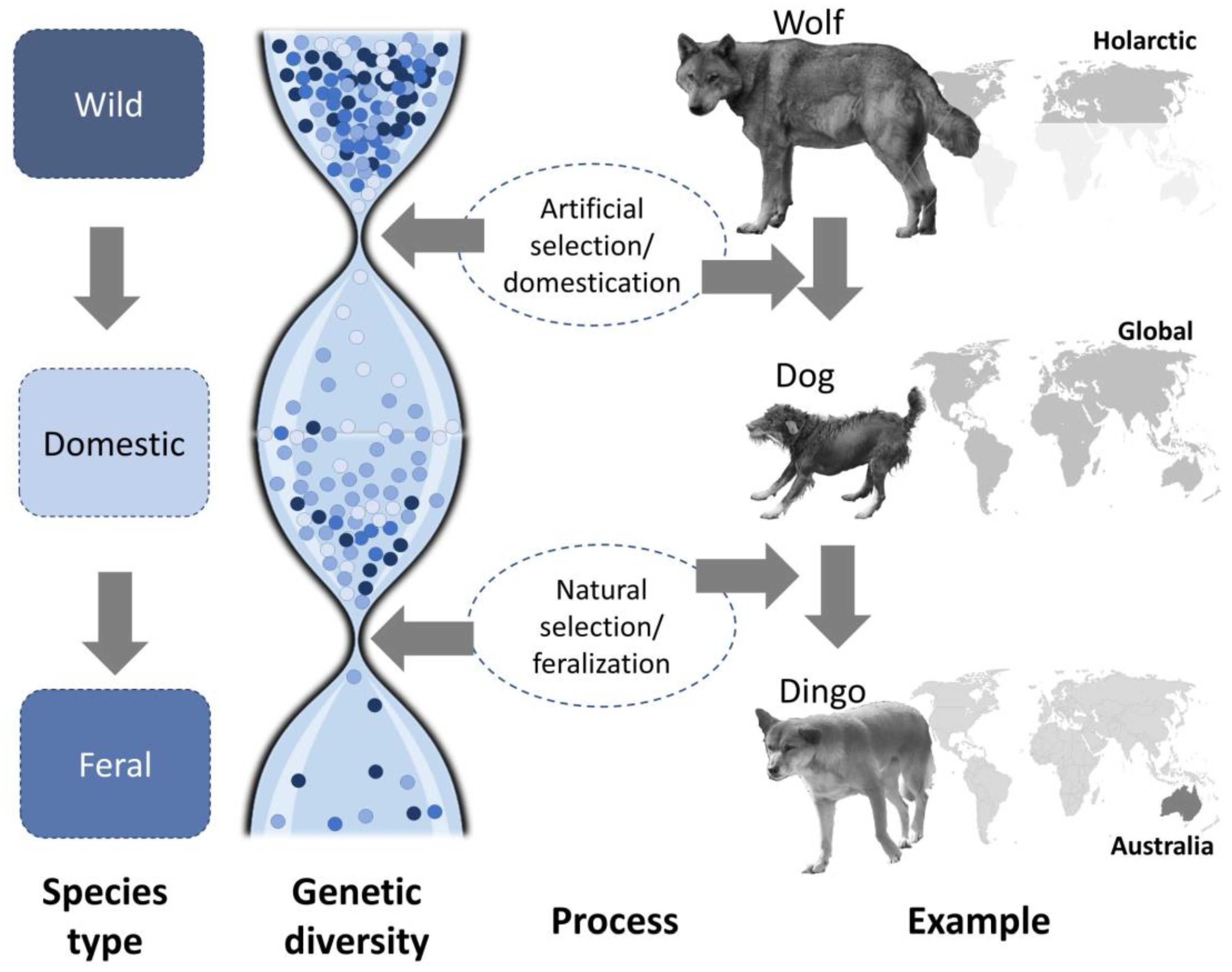 Animals 13 00747 g001 Animals 13 00747 g001