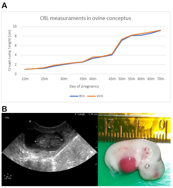Animals Free FullText Fetal Growth and Osteogenesis Dynamics