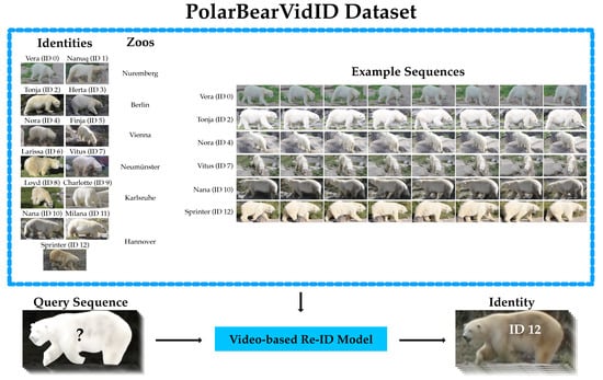 Animals | Free Full-Text | PolarBearVidID: A Video-Based Re-Identification  Benchmark Dataset for Polar Bears