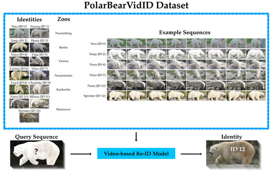 Animals | Free Full-Text | PolarBearVidID: A Video-Based Re-Identification Benchmark Dataset for Polar Bears Animals | Free Full-Text | PolarBearVidID: A Video-Based Re-Identification Benchmark Dataset for Polar Bears