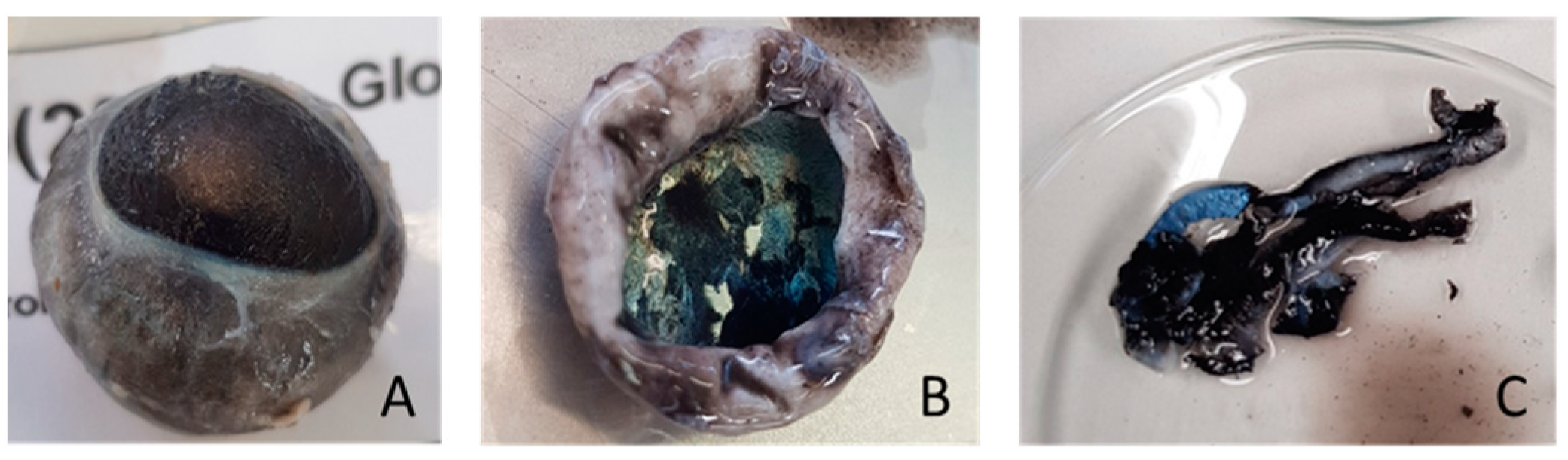 Animals 13 00828 g002