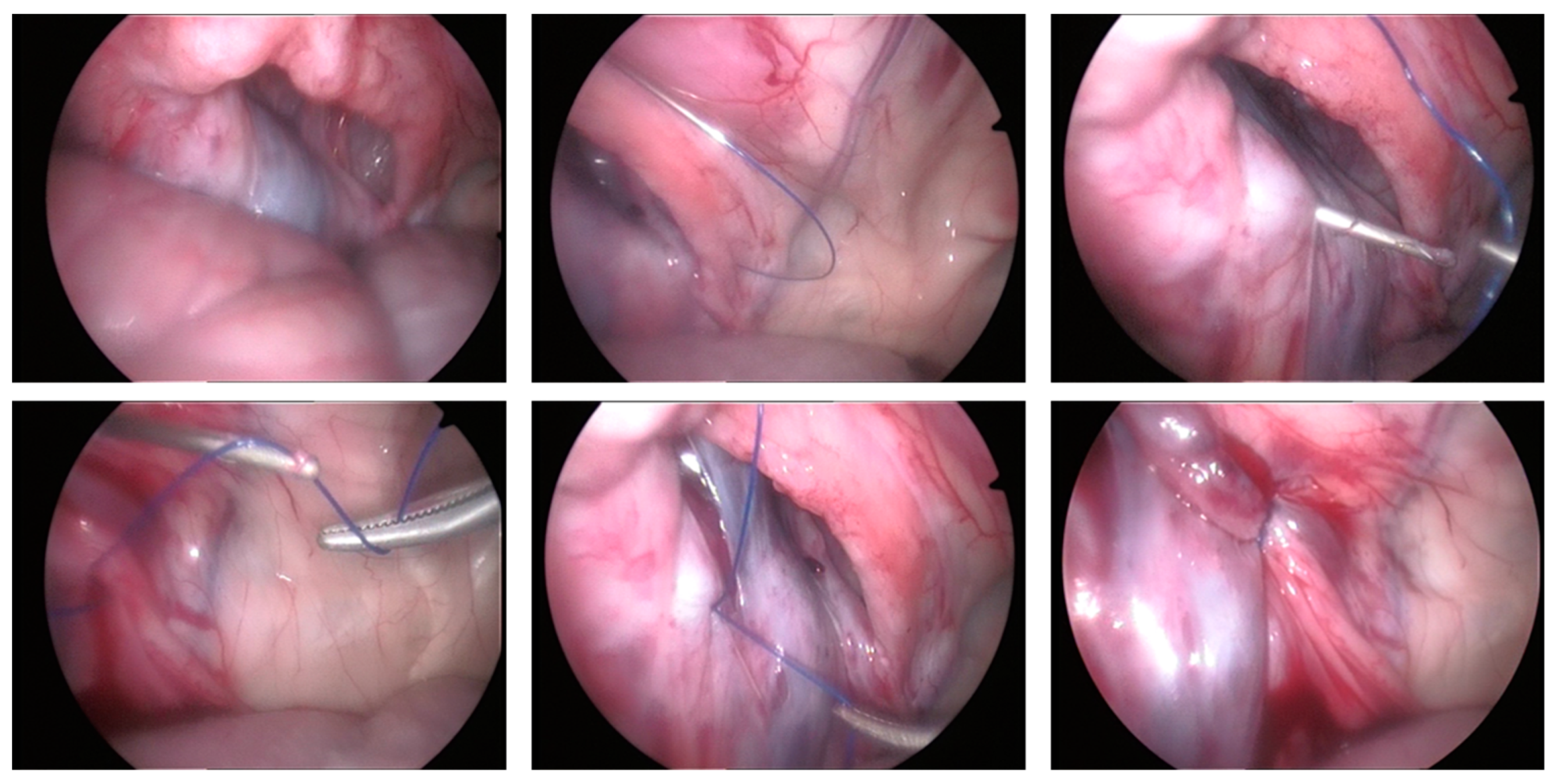 Animals 13 00836 g004 Animals 13 00836 g004