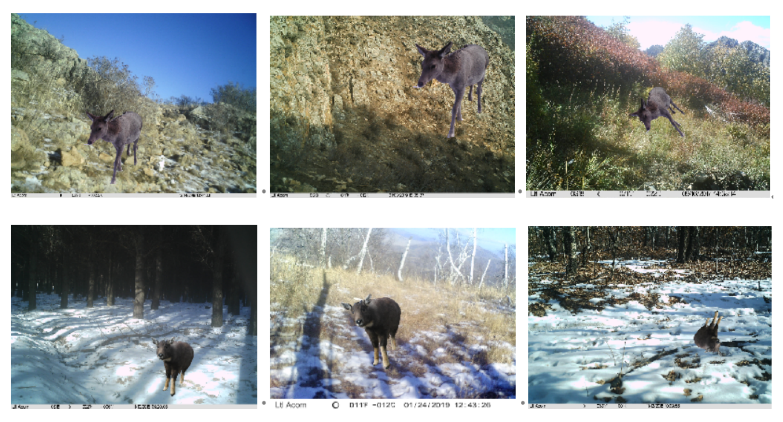 Animals | Free Full-Text | A Lightweight Automatic Wildlife Recognition Model Design Method Mitigating Shortcut Learning Animals | Free Full-Text | A Lightweight Automatic Wildlife Recognition Model Design Method Mitigating Shortcut Learning
