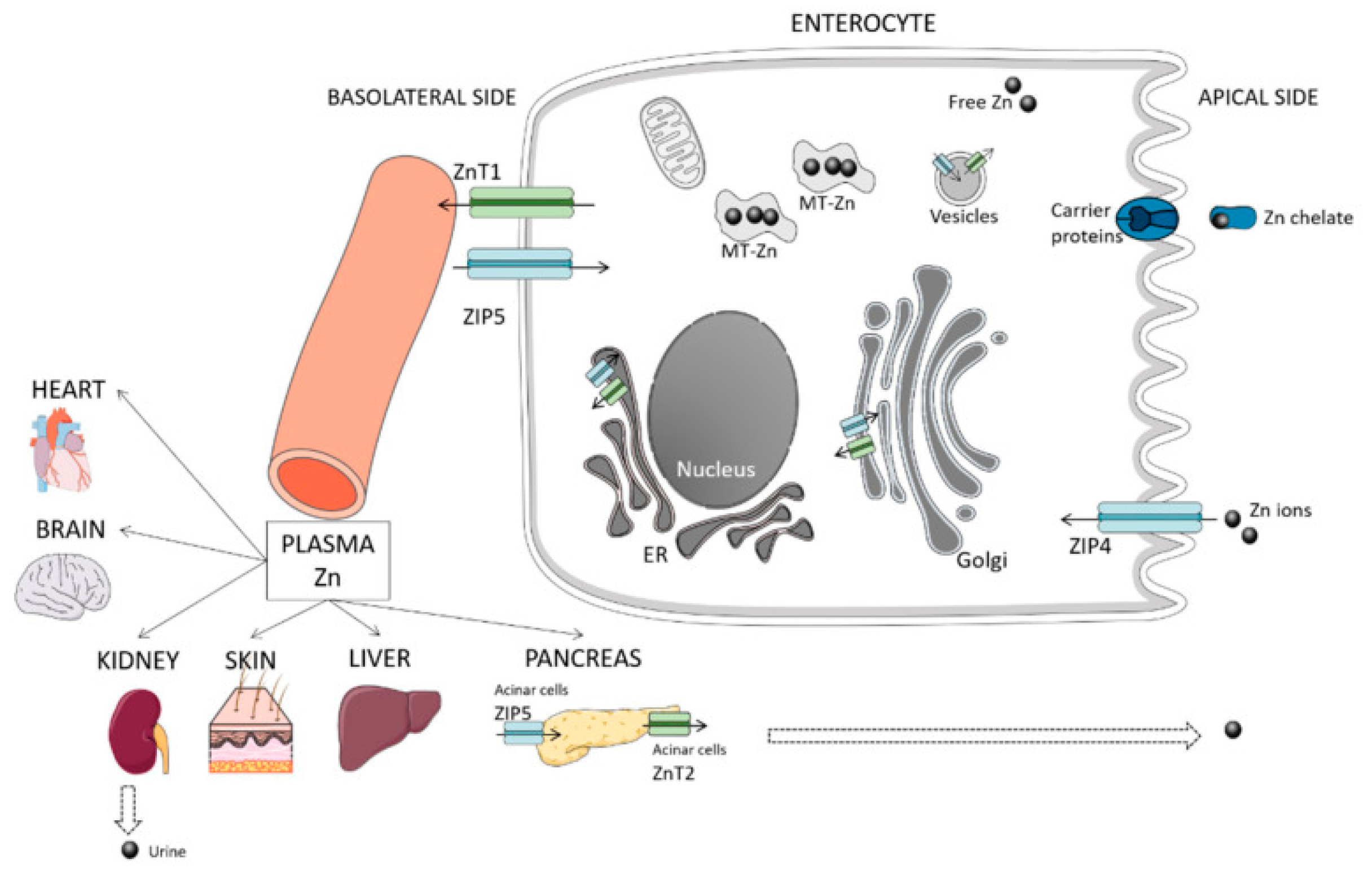 Animals | Free Full-Text | Relationships between the Content of Micro- and Macroelements in Animal Samples and Diseases of Different Etiologies Animals | Free Full-Text | Relationships between the Content of Micro- and Macroelements in Animal Samples and Diseases of Different Etiologies