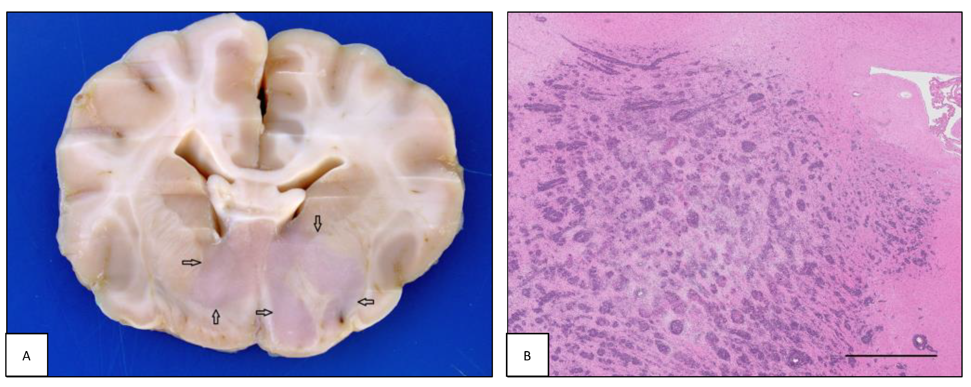 Animals 13 00862 g001 Animals 13 00862 g001